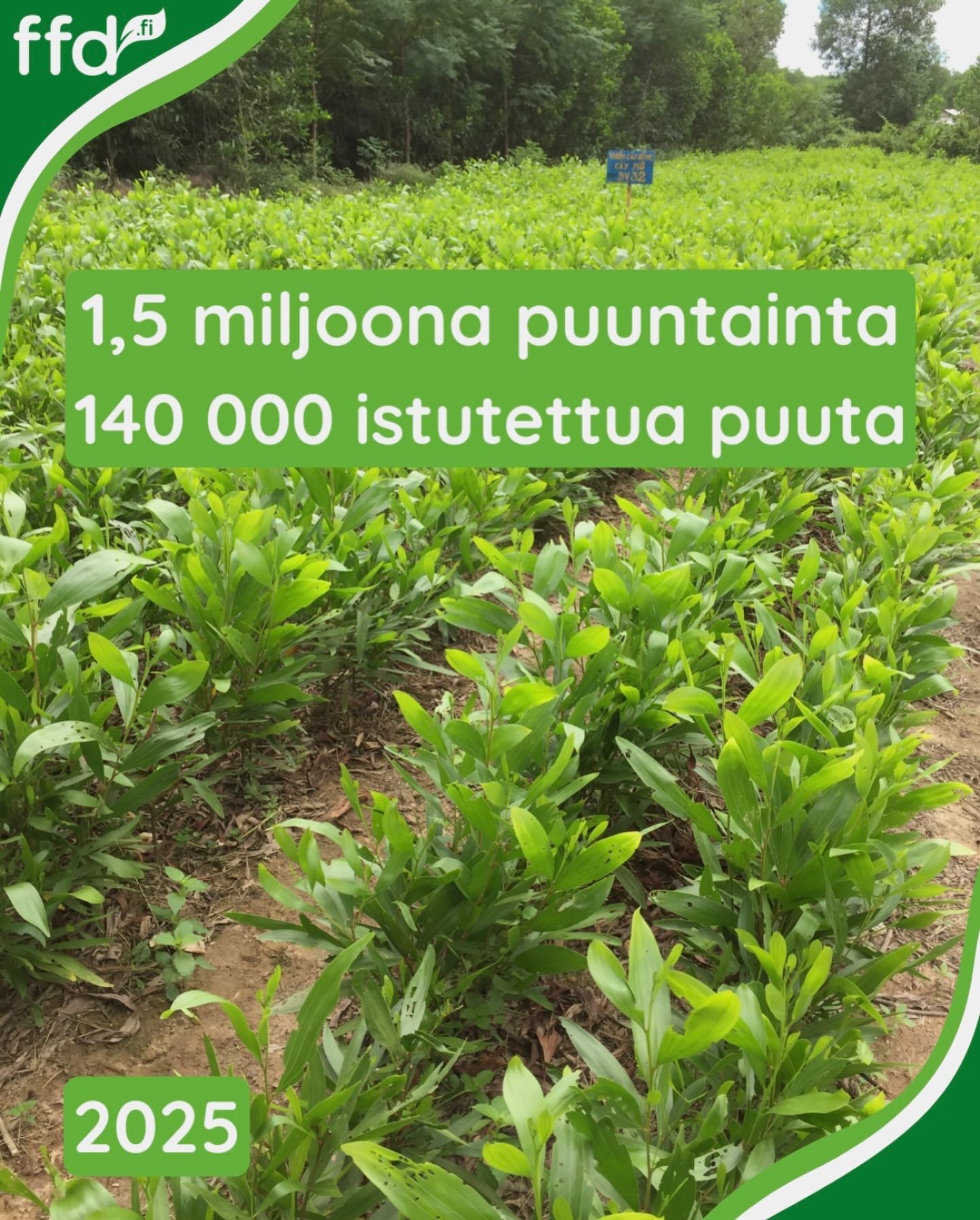 1,5 miljoonaa puuntainta. 140 000 istutettua puuta. Ja paljon enemm&auml;n.&nbsp;
&nbsp;
Kyse ei ole vain puista.
&nbsp;
FFD:n ty&ouml;n kautta vuonna 2025: 
&ndash; tuotettiin ja myytiin 1,5 miljoonaa puuntainta
&ndash; istutettiin 140 000 puuta
&nd