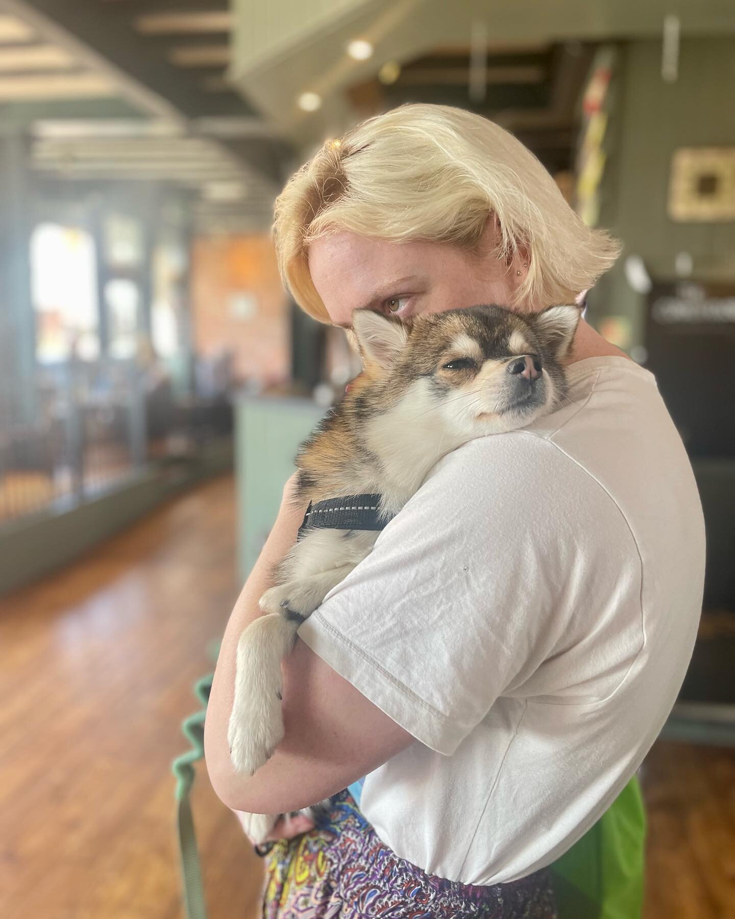 Free Leila hug with every drink*

#cornerhousechester #leilathepomsky #pomsky #pomskypup #prestigepomskies #pupsofinstagram #snuggletime #friday 

*sometimes