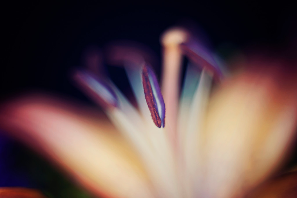 Flower 3.jpg