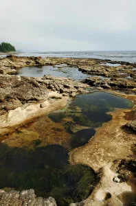 tide-198x300.jpg