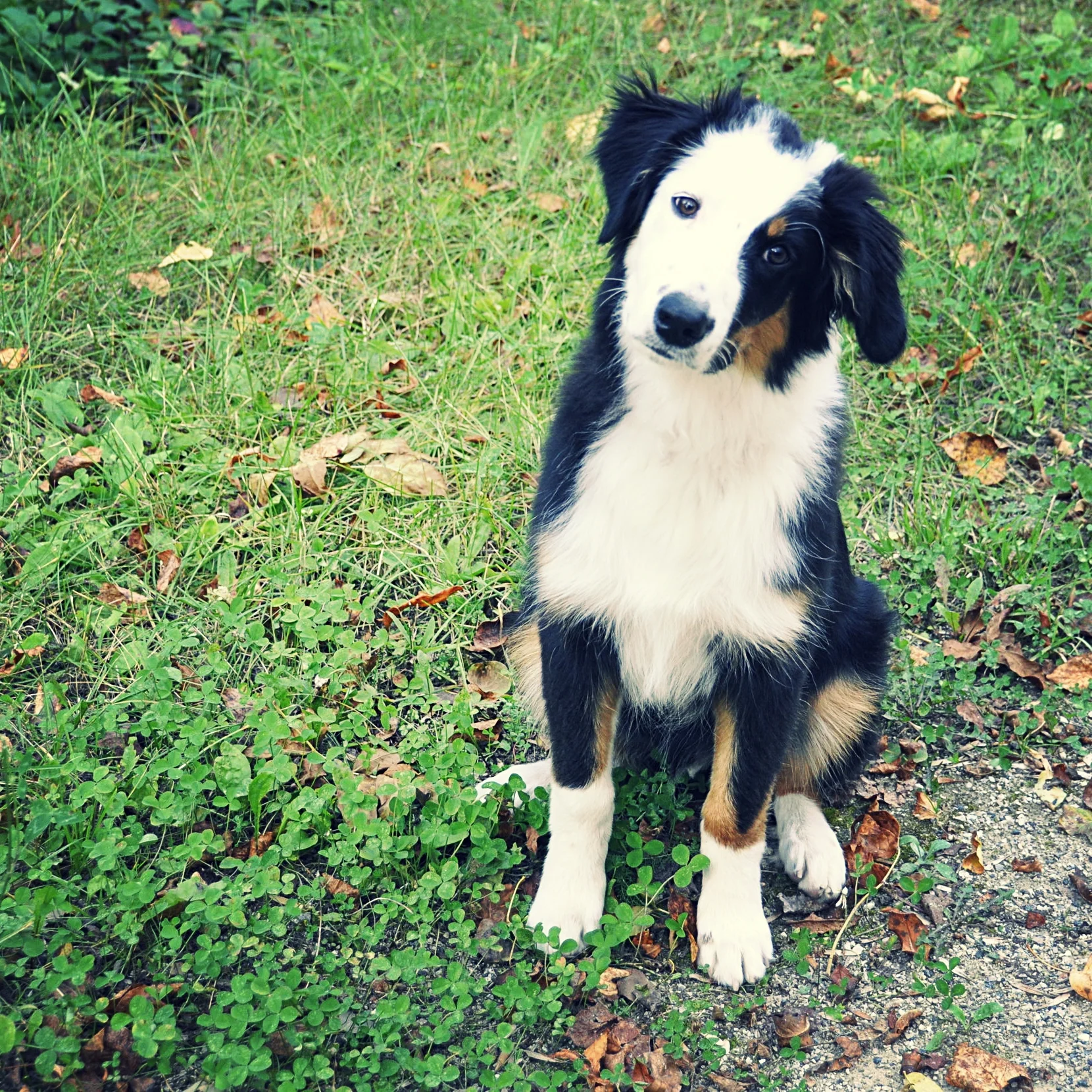 Regressive Behavior: Sudden Accidents in the House