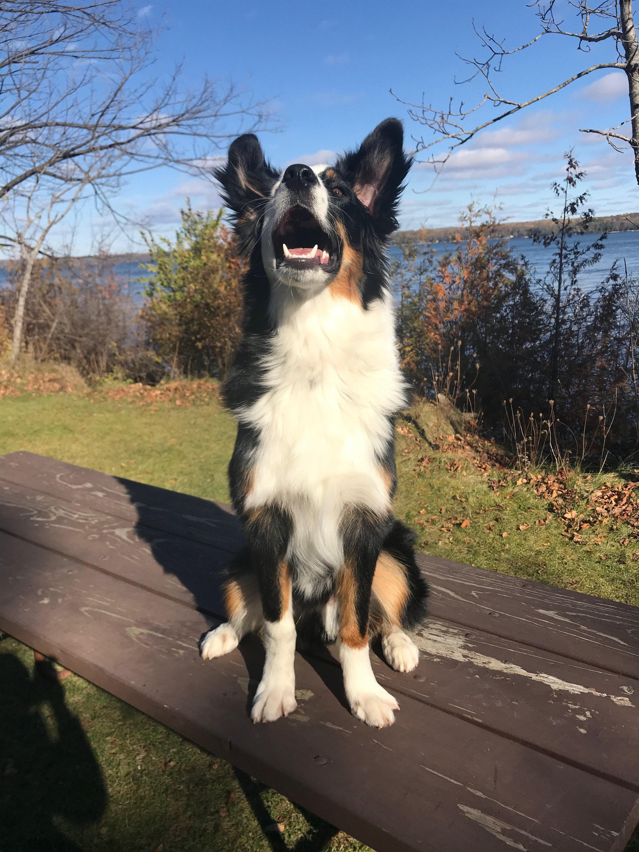 Barking: What's he really saying?