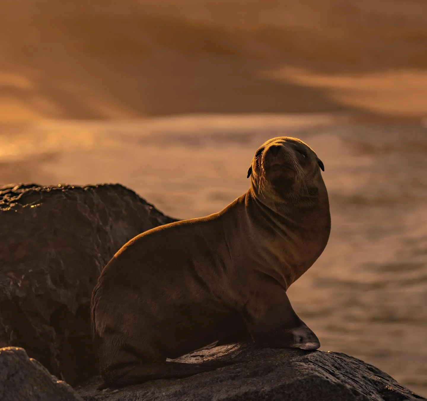 SEABERT 001
...
This indigenous pup will know these waters better than humans ever will. 

#1x 
#artclassified 
#minimalism
#trappingtones 
#aov 
#gameoftones 
#aquatech_imagingsolutions 
#canon1dxmarkii 
#artofvisuals
#photooftheday 
#canonphotograp
