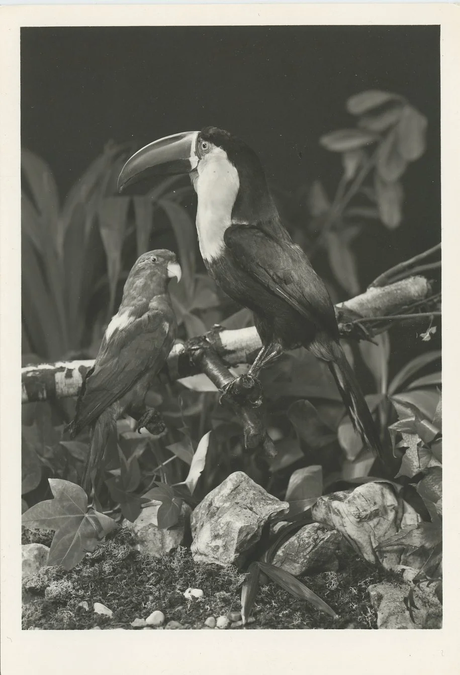 BIRD256.jpg