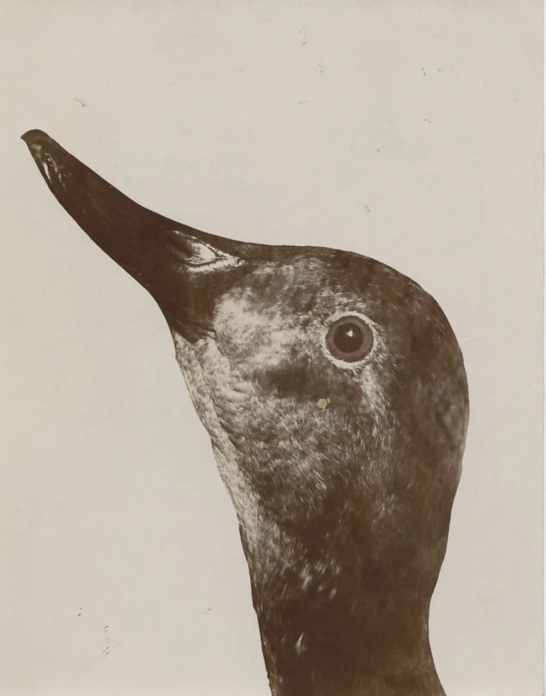 BIRDS385.jpg
