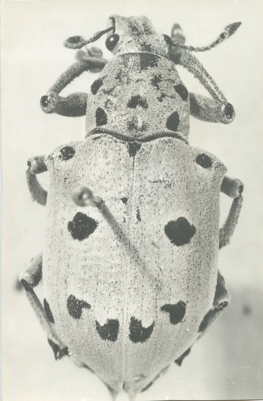 CURIOSITE496.jpg