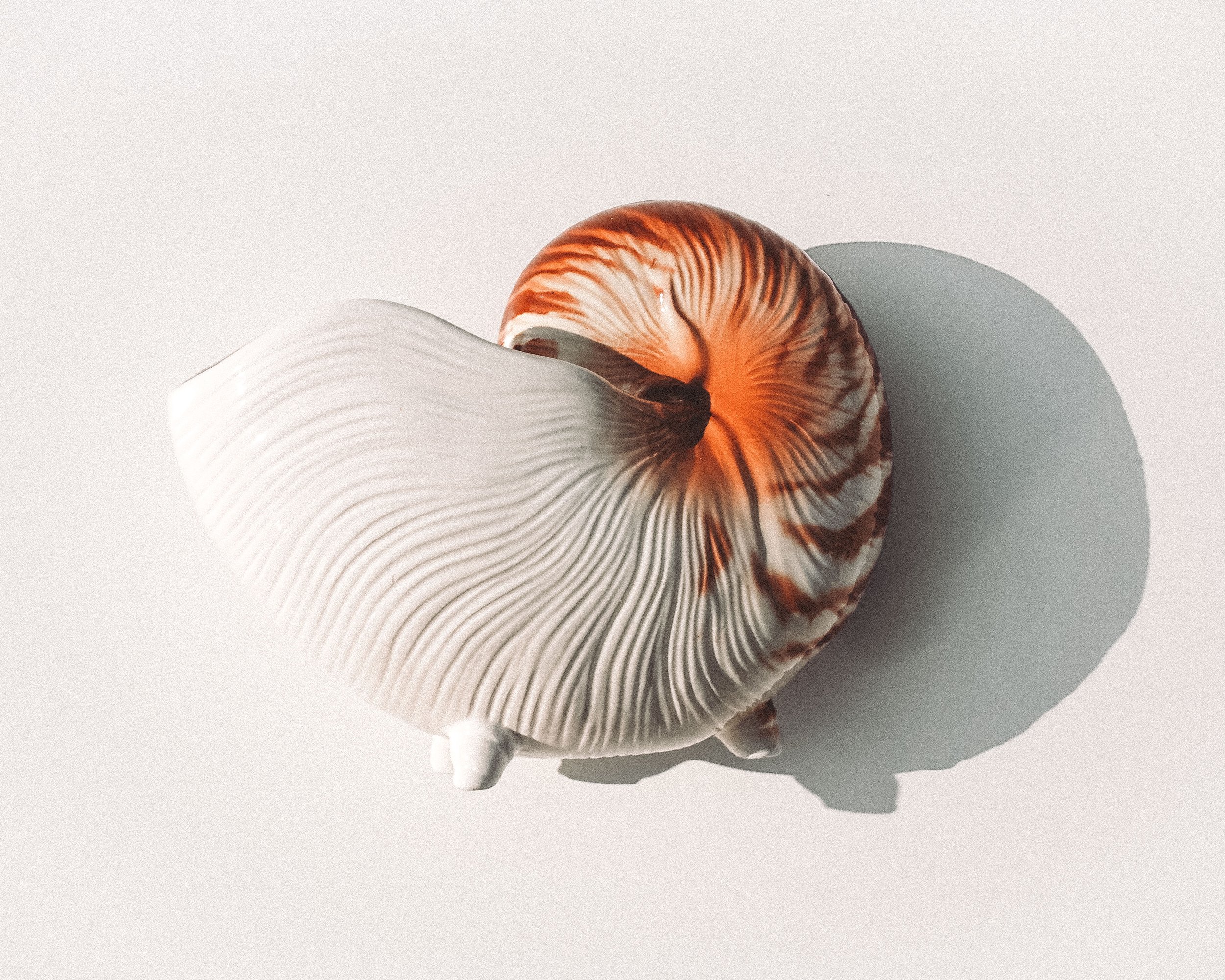 seashell-planter-70-1.jpg