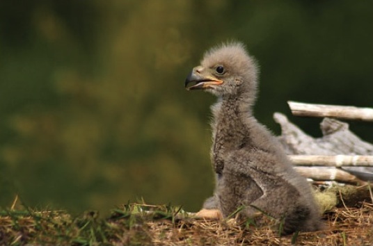 Finding the Eagle within!