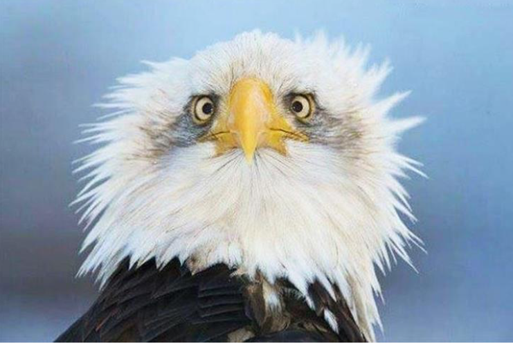 From Frazzled to Comfortably Confident