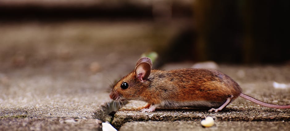 mouse.jpeg