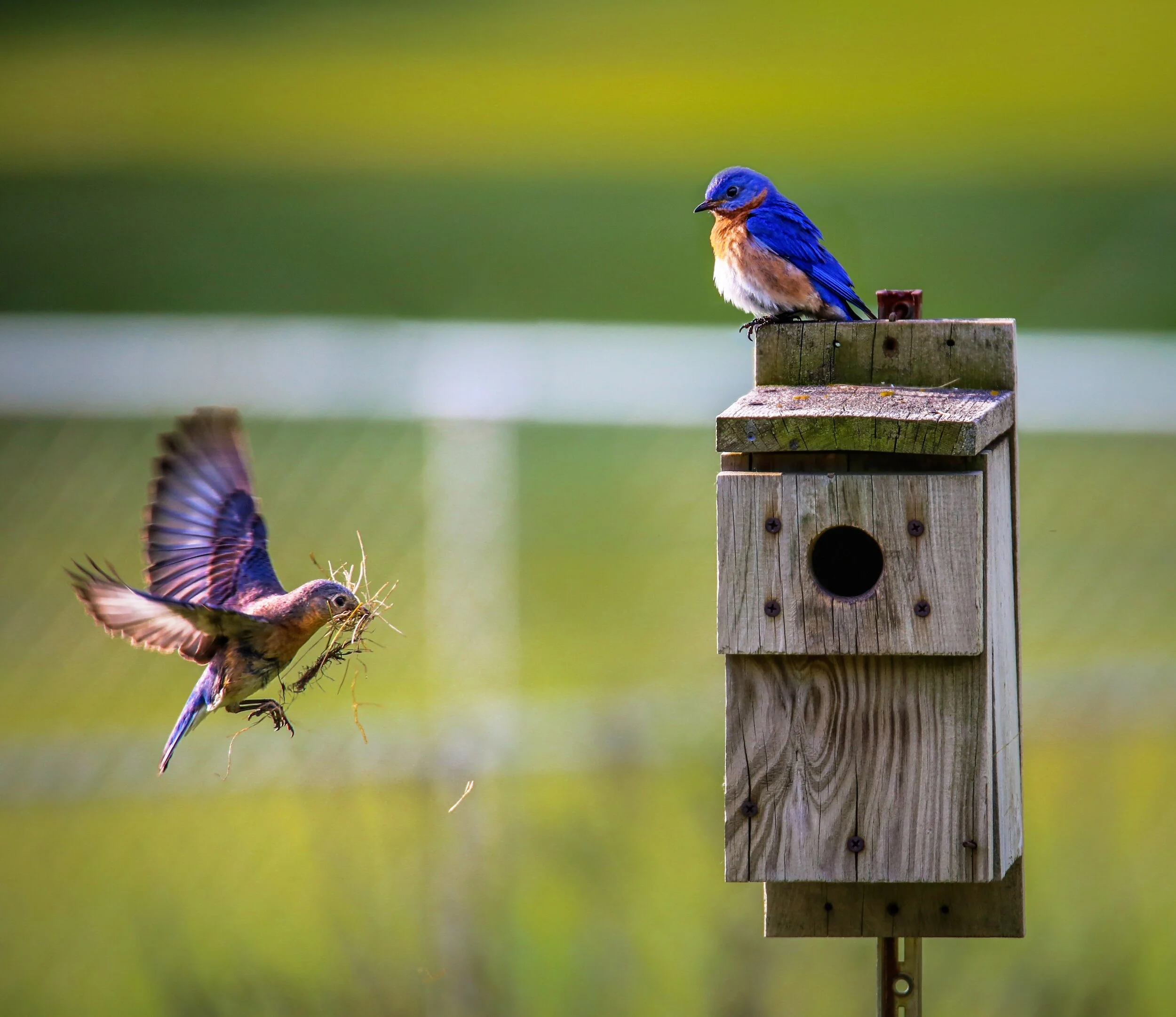 animals-birdhouse-blurred-background-1156507.jpg