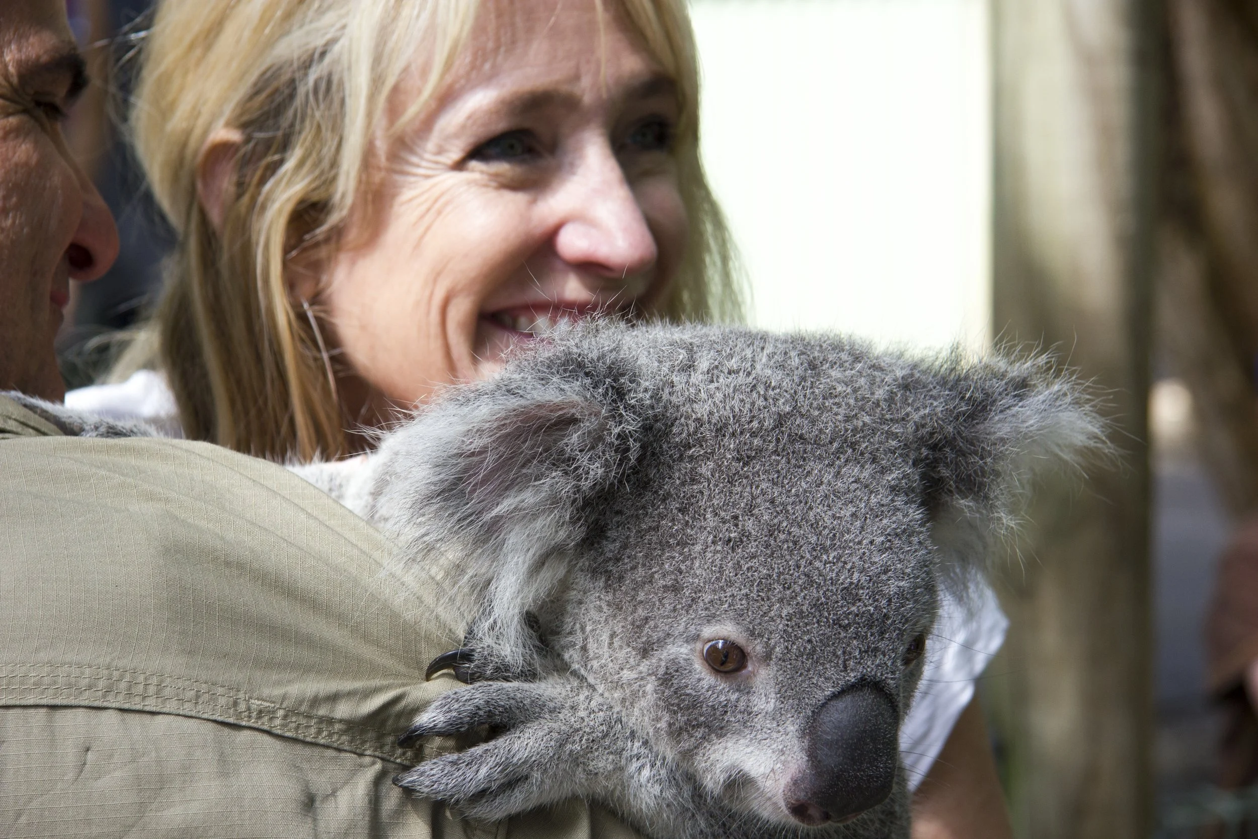 KoalaBear2.jpg
