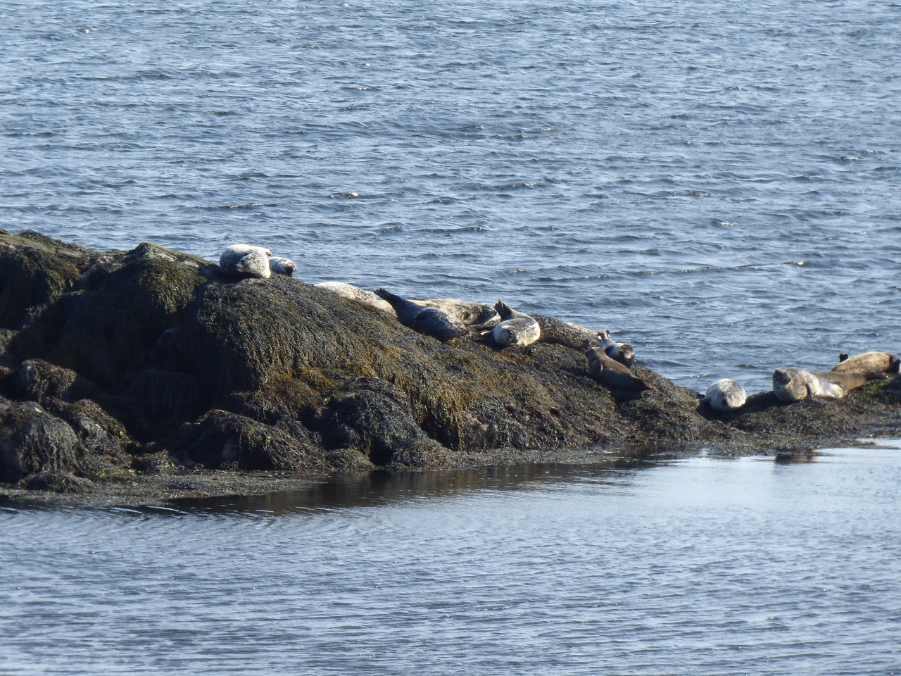 seals Finsbury Bay