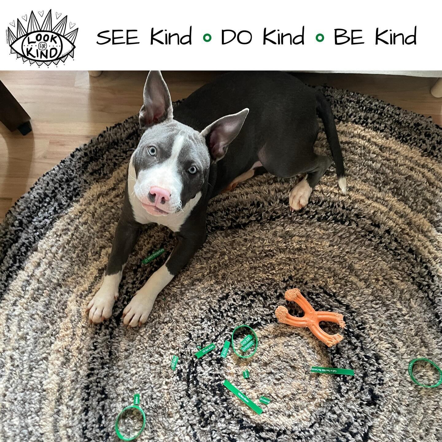 Someone got into the LFK merch. I guess Roxie wants to make sure you know you&rsquo;re not alone.❤️
****
SEE Kind. DO Kind. BE Kind.
****
#lookforkind 
#mentalheathmatters
#suicideprevention
#suicidehotline
#988