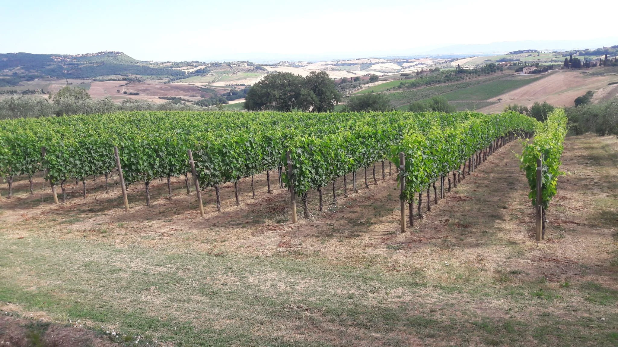 vineyard.jpg