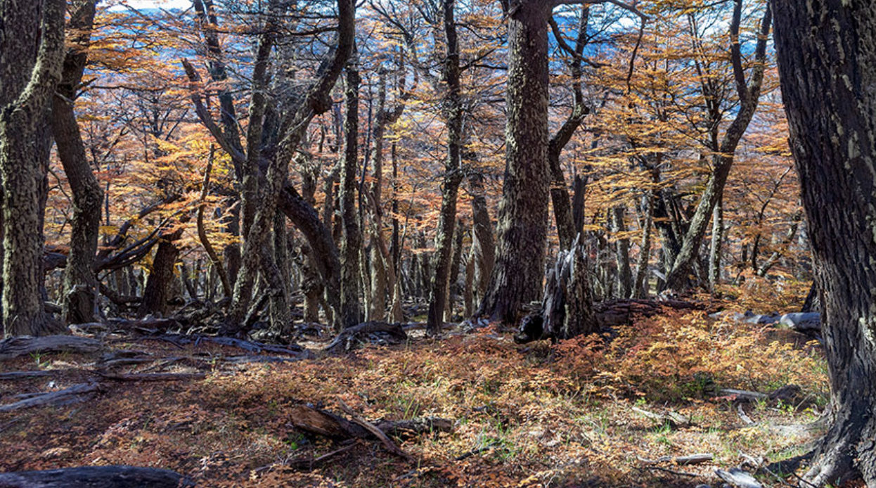 Screenshot 2025-11-26 at 4.51.50 PM.png