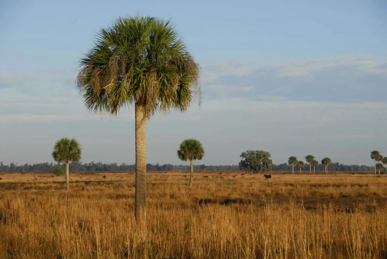 Paper on agricultural wetlands in press