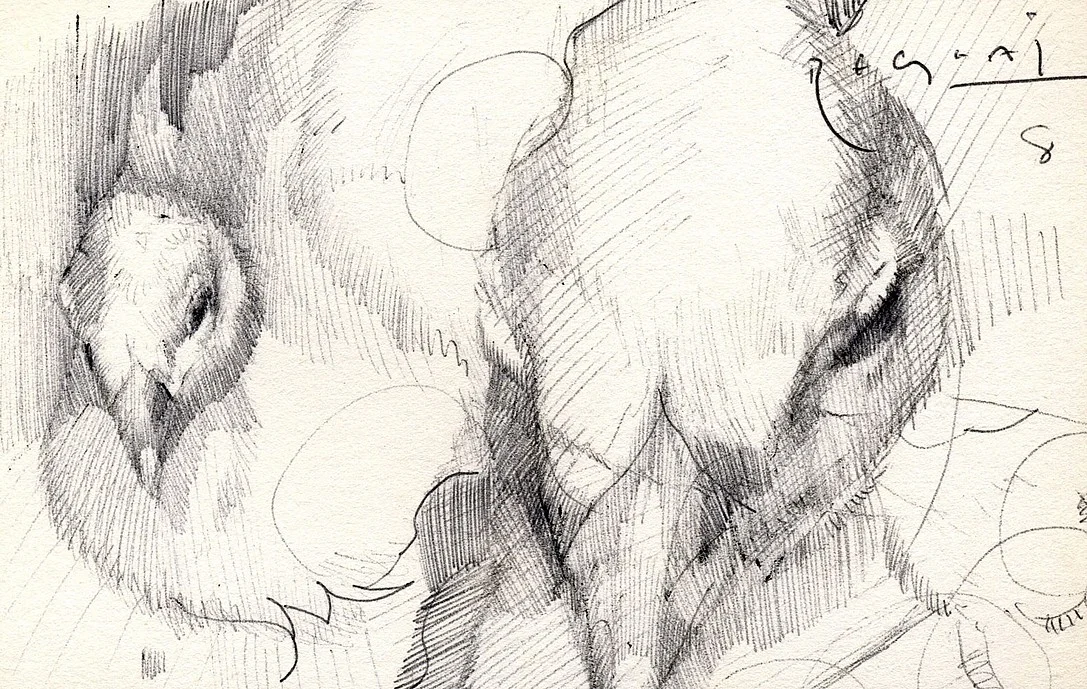 Tim Jaeger, Peacock Study, 2008