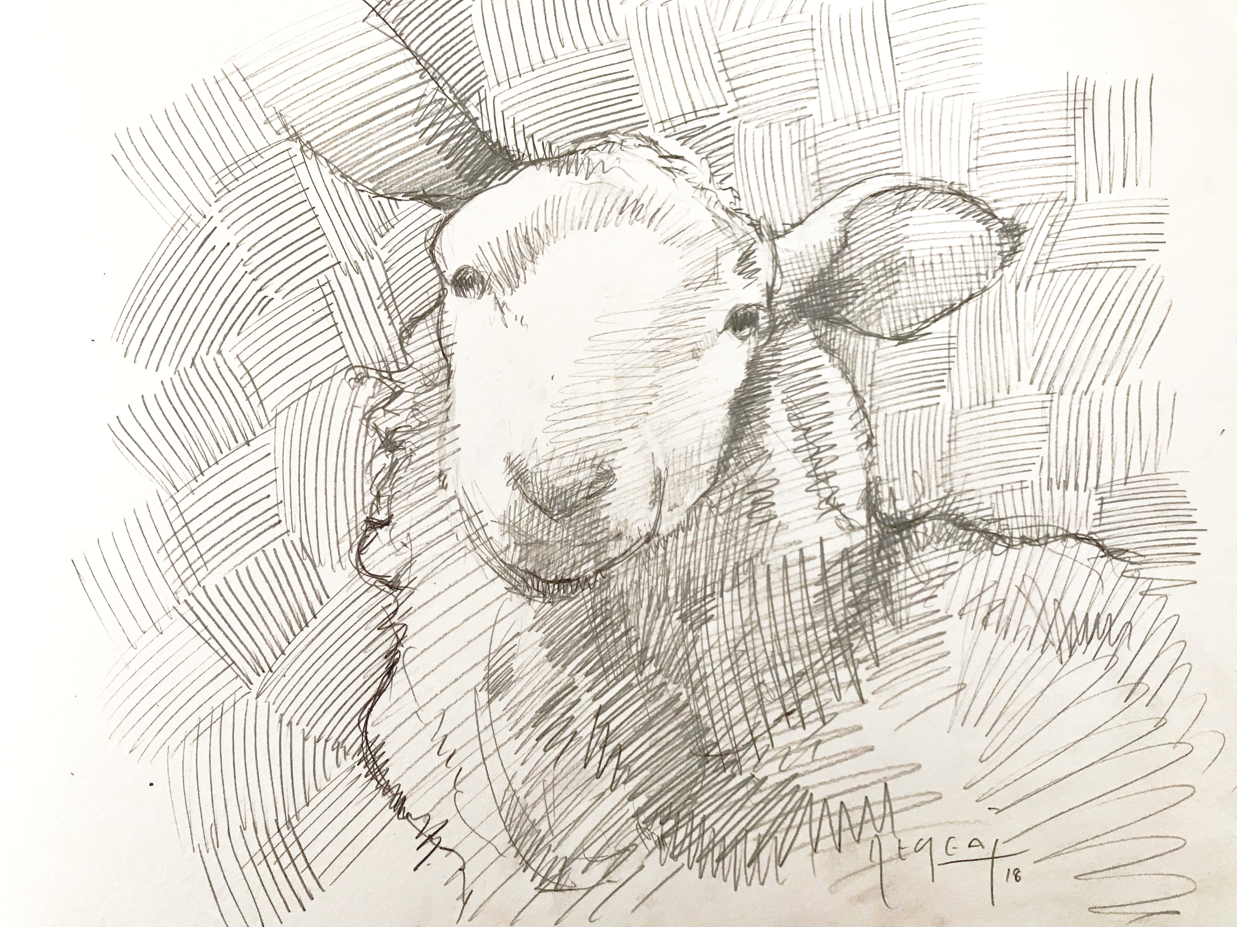 Tim Jaeger, Sheep Sketch, 2018