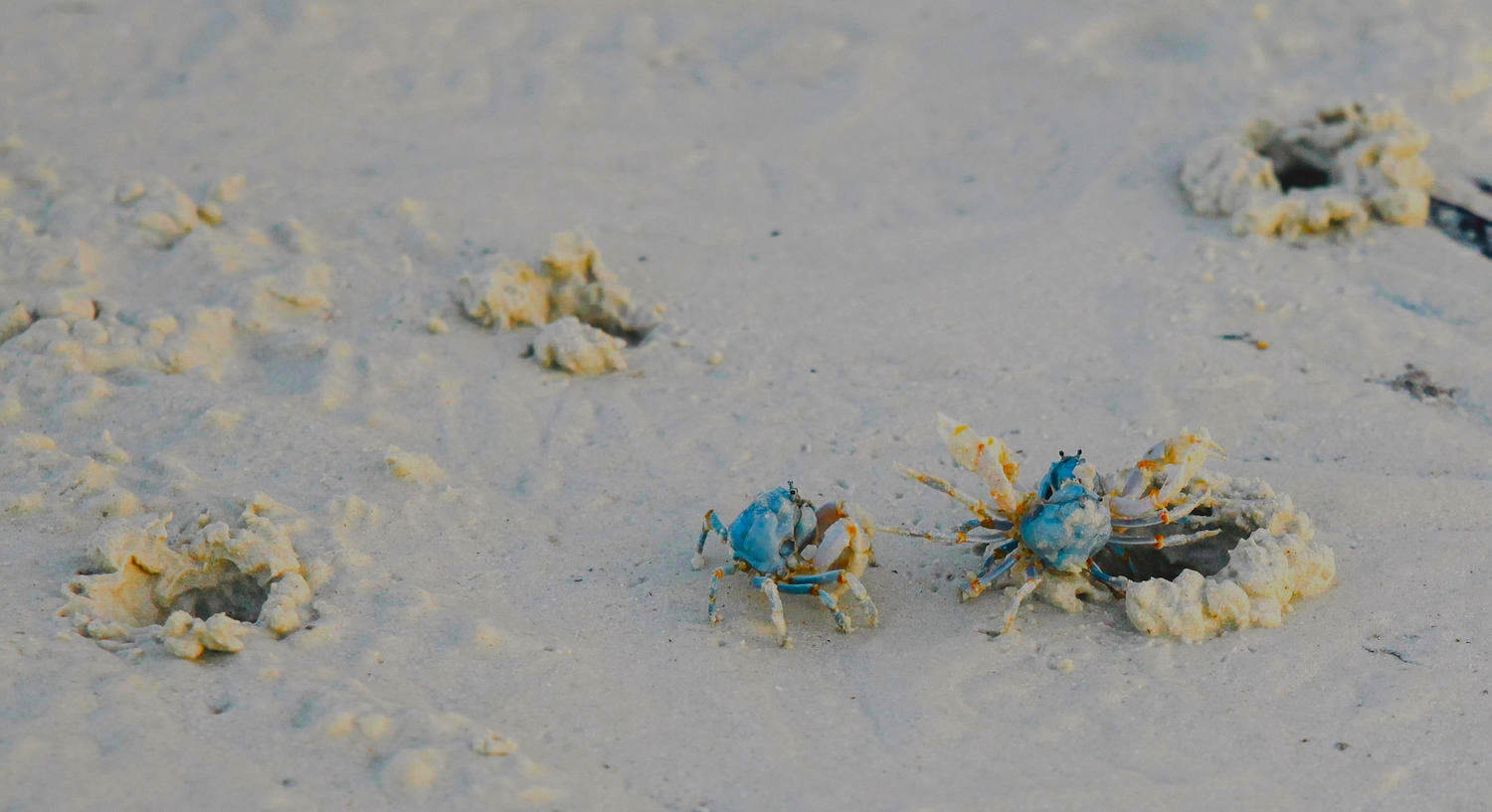 two-blue-crabs-1500 gray-brite copy.jpeg