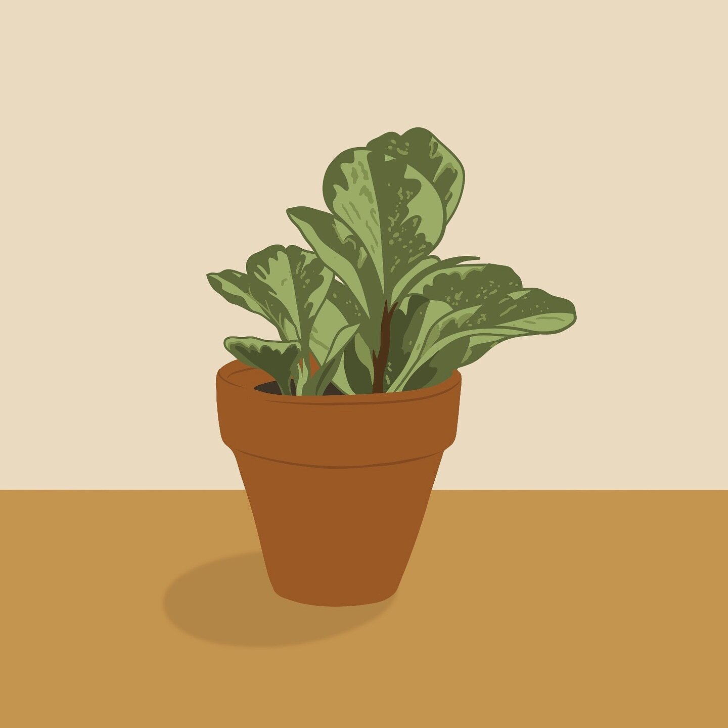 I started drawing my house plants as a fun, warm-up exercise and I may never stop. This little guy is a peperomia, also known as a baby rubber plant, or radiator plant. It&rsquo;s good at removing formaldehyde and ammonia from our indoor environments