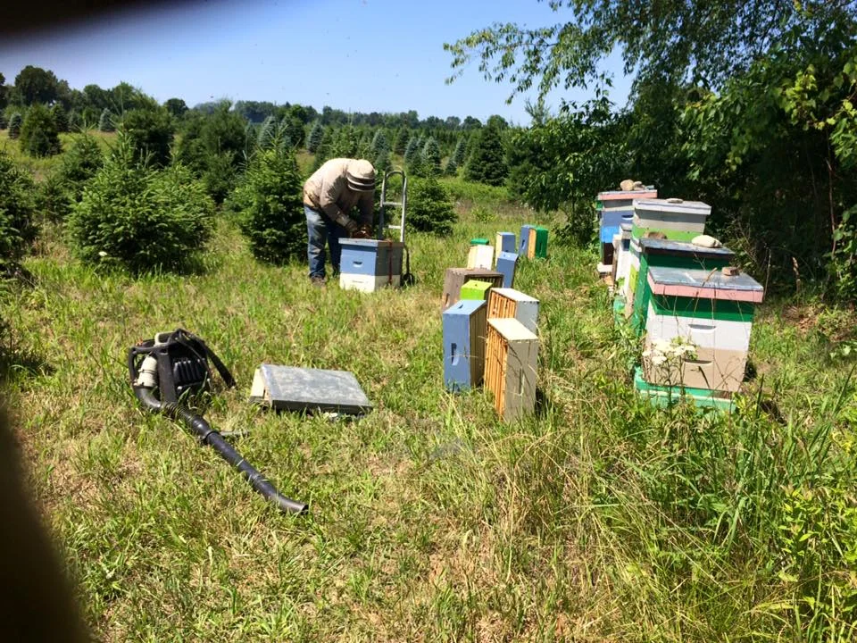 bee-madness-apriary.jpg
