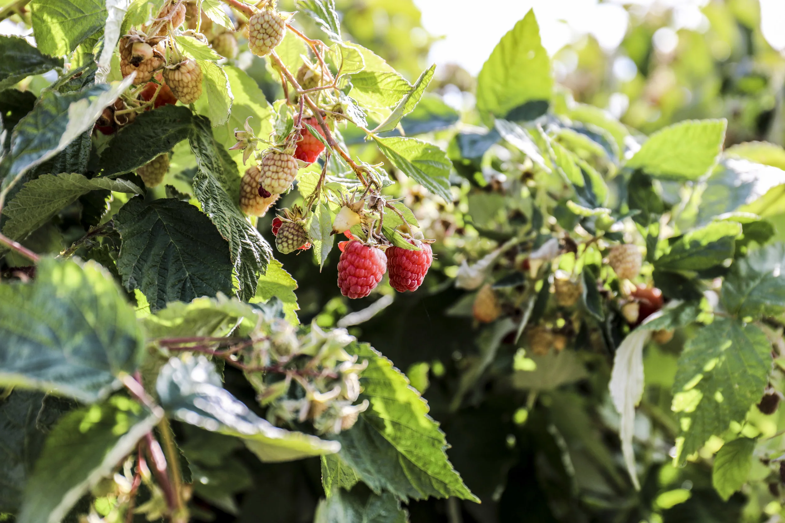 Raspberry U-Pick Farm