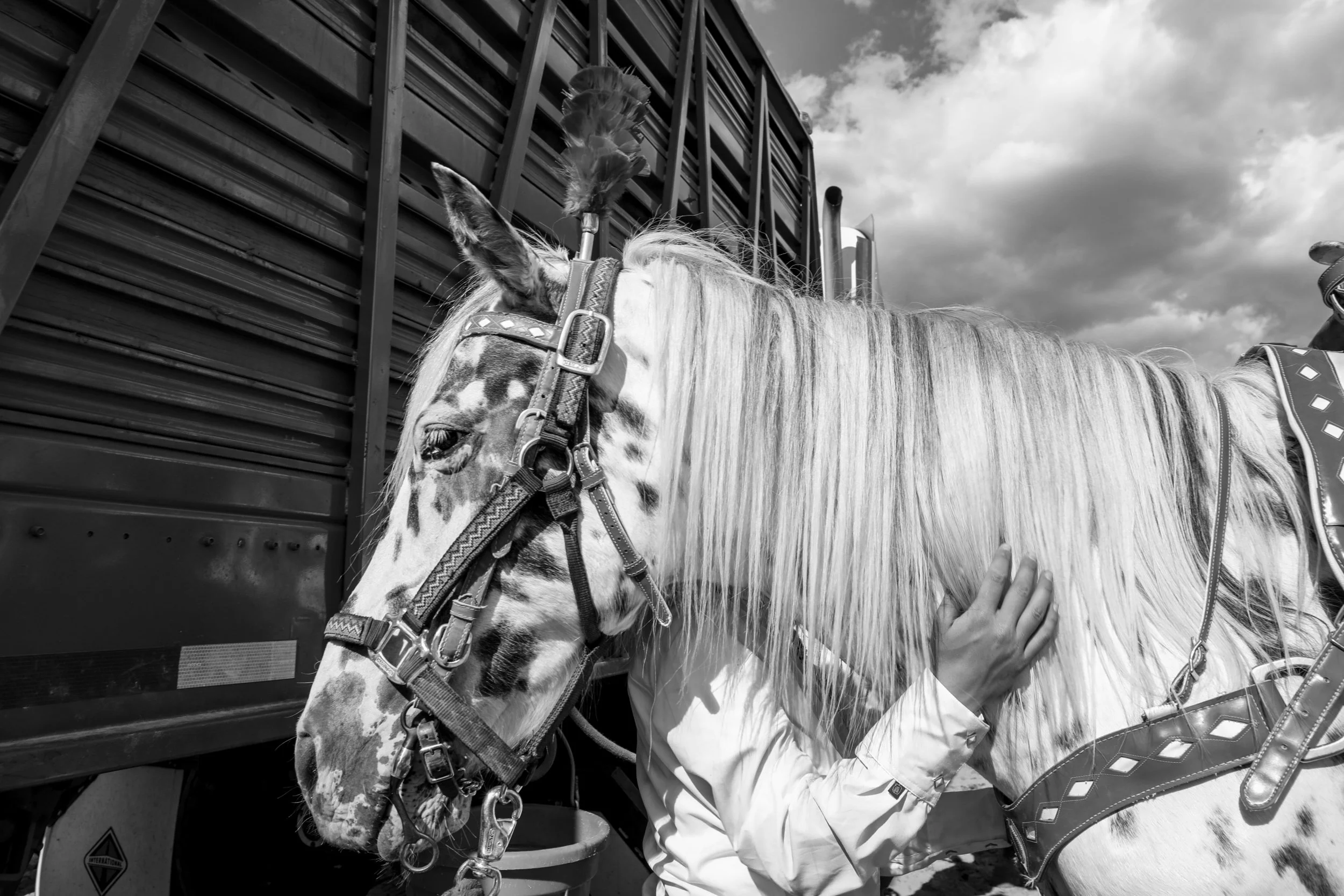 A horse with the Golden, Colorado Westernaires is prepped for the grand entry at the Sandoval County Fair. The Westernaires performed throughout the week opening and closing the County Fair. 