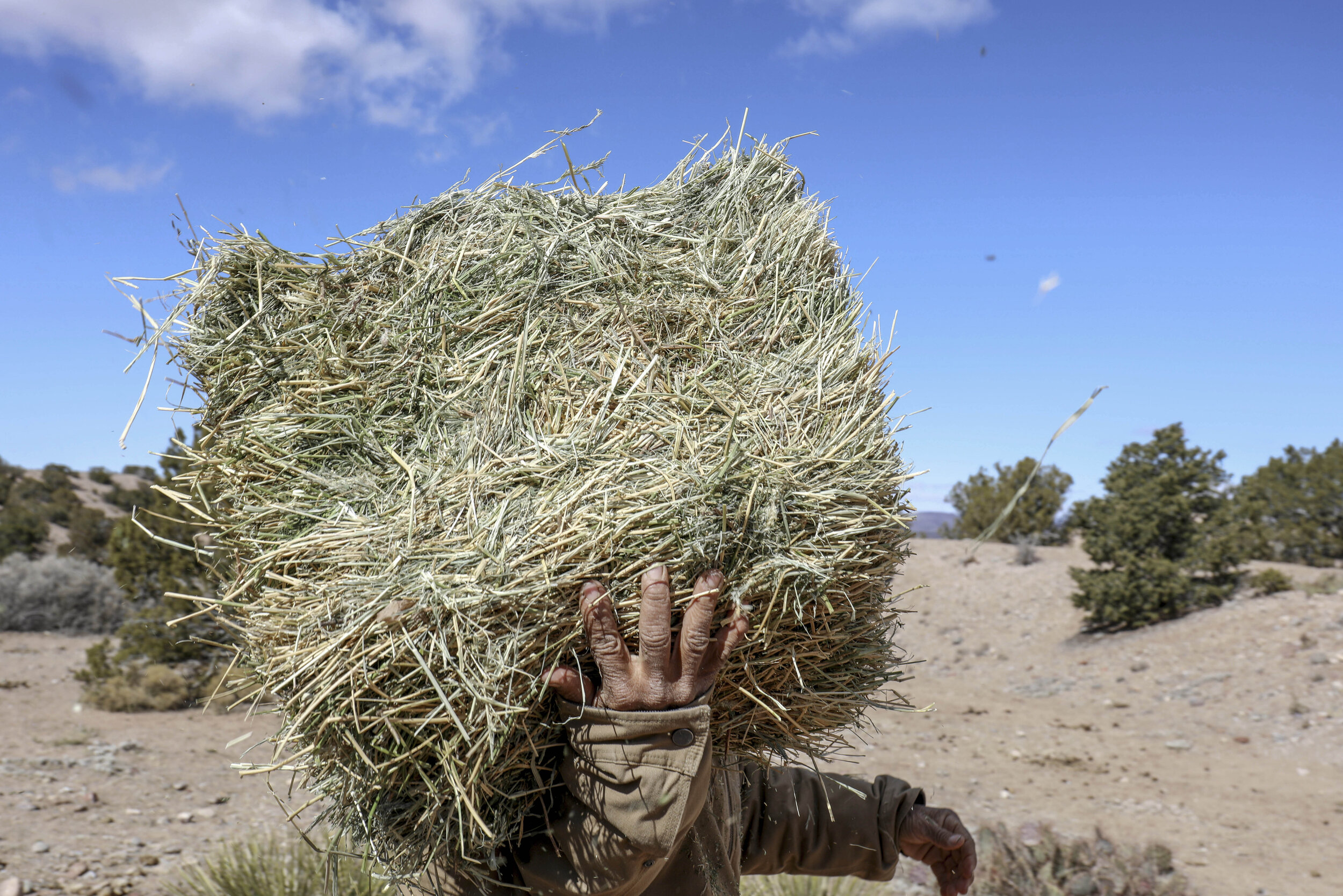  Sosa carries a bale of hay to the horses out in the reservation. To feed all the horses, Placitas Wild purchases 120-150 bales of hay a week to feed the horses. Due to a spike in hay prices in recent years Placitas Wild has spent $1,600 a week on ha