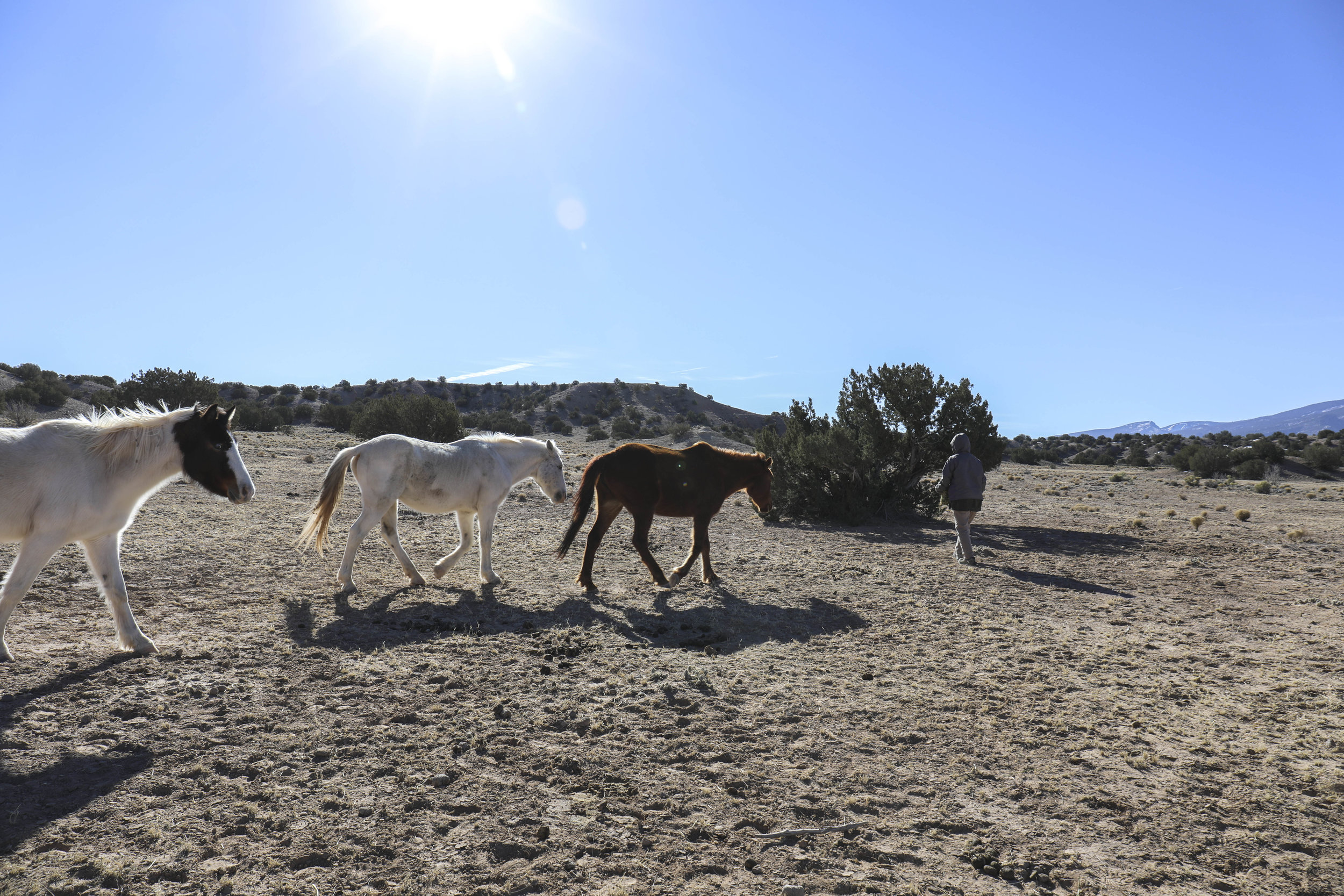  Adelina Sosa, seen carrying a bale of hay to the horses on the San Felipe preserve in late February, has been helping with the free-roaming horses since she moved to Placitas 19 years ago. The 69-year-old has tended to their wounds, nursed starving 