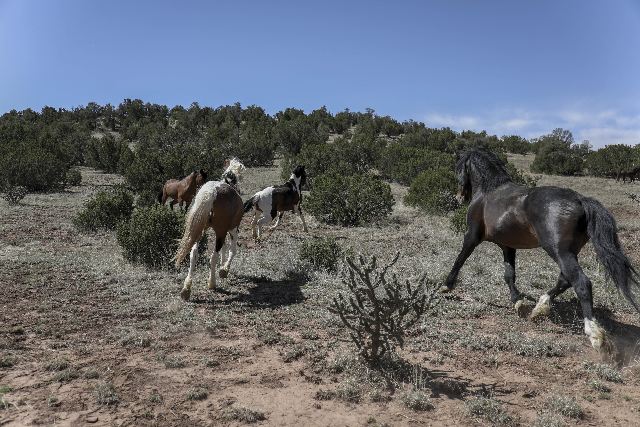  Tiny, Blossom, Rosita and Milagros explore their new home in San Jose where they will remain free roaming. A lot of preparation went into preparing the property for the horses according to deCastro. “Many things needed to be considered for feed and 