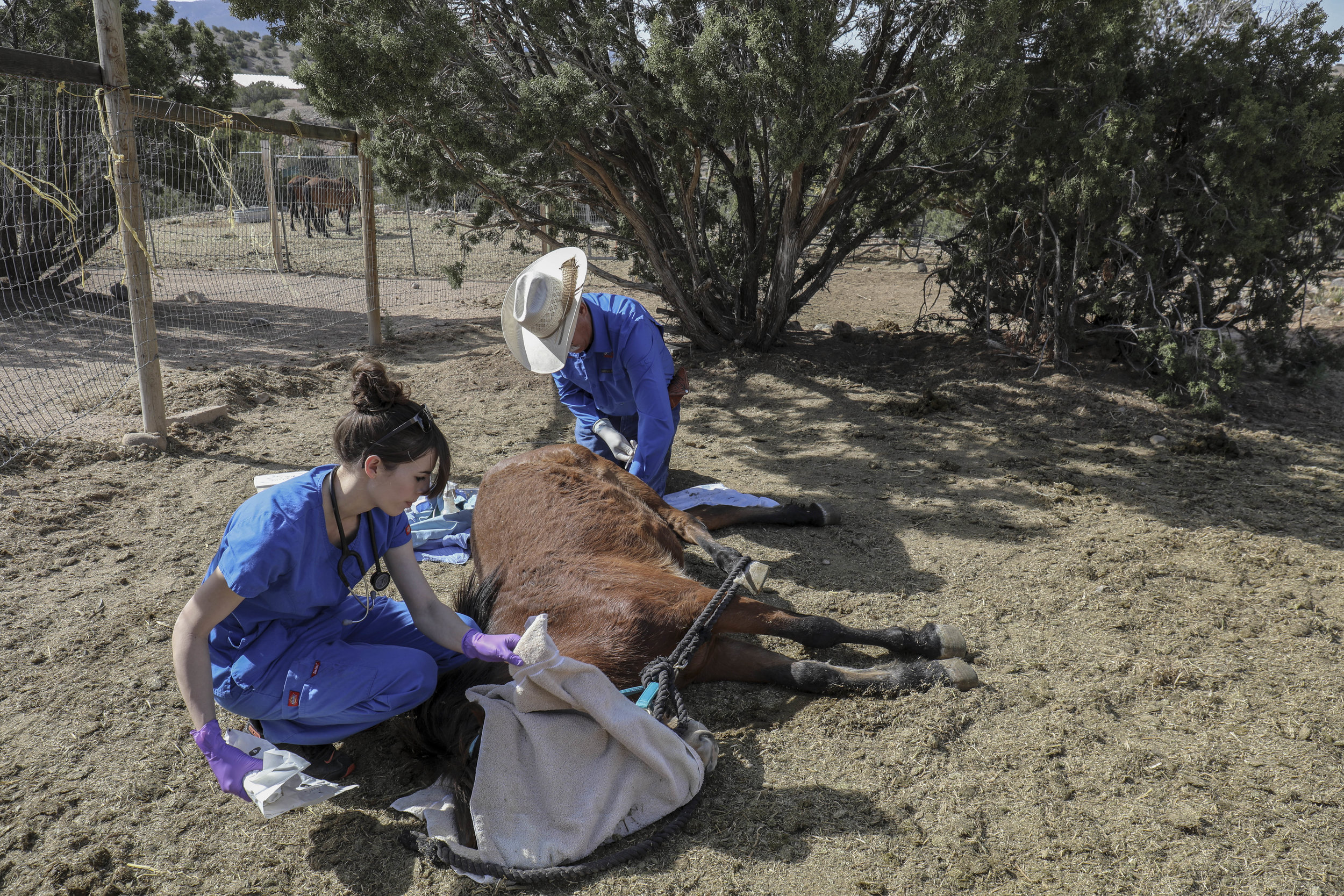  Los Lunas Animal Clinic veterinarian Donny McDougall gelds one of the Placitas Wild free roaming horses before they go off to their forever homes. Gelding of stallions is crucial to their overall health and population control. 