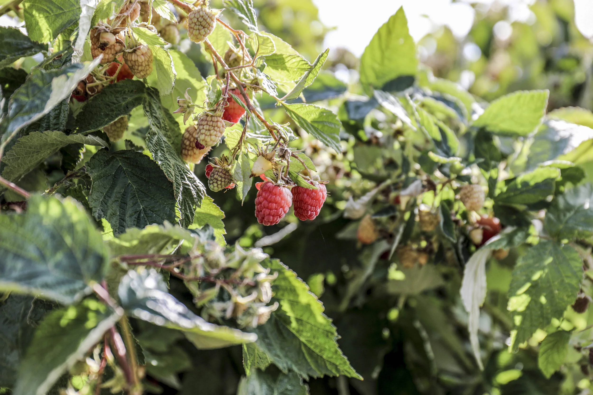 Tucked away between the Rio Grande River and the Corrales community farms lies a small patch of raspberry heaven. Heidi's Raspberry U-Pick Farm was started by Heidi Eleftheriou in 2001. Since then, visitors from all over New Mexico come to pick in-season raspberries from the many patches at the farm. Families can be seen laughing and peeking through vines along the lush raspberry corridors. Approximately 500 visitors come through the farm during the peak season, Eleftheriou said. For only $6 a pint, fresh raspberries can belong to any passerby.