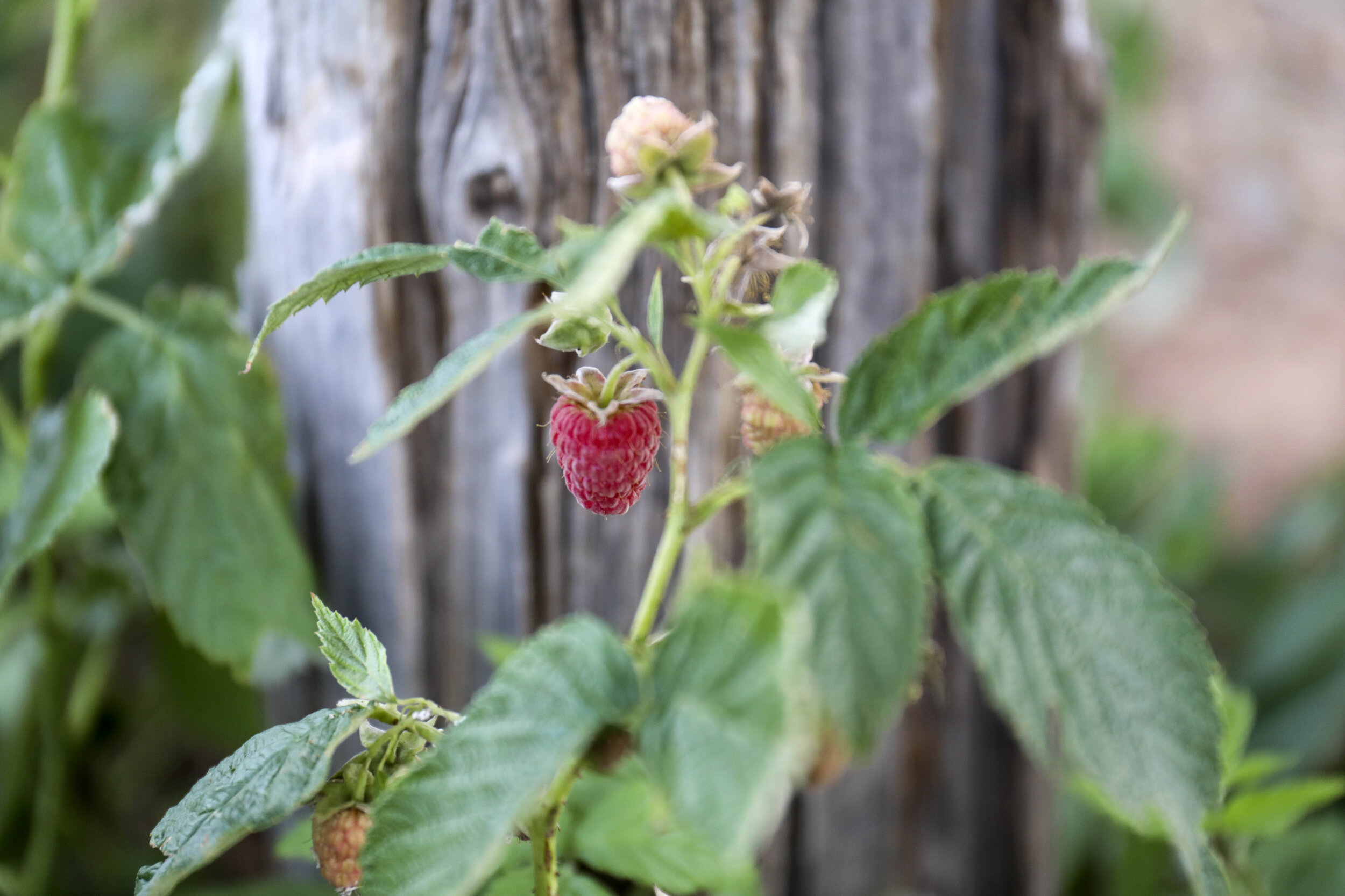  A raspberry awaits picking at the farm. Raspberries are one of the many crops the Schwebach’s grow. 