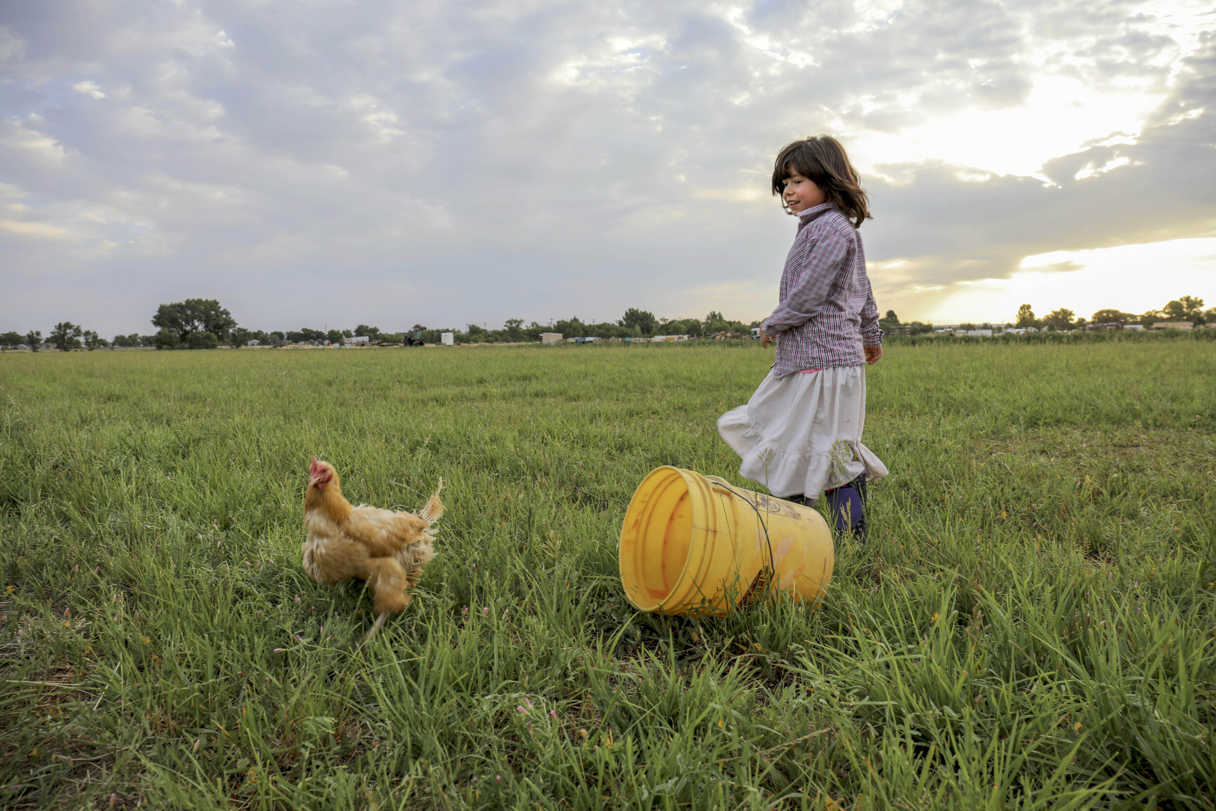  Addie Schwebach, 9, attempts to wrangle a chicken Thursday morning at Schewbach farm in Moriarty, New Mexico. 