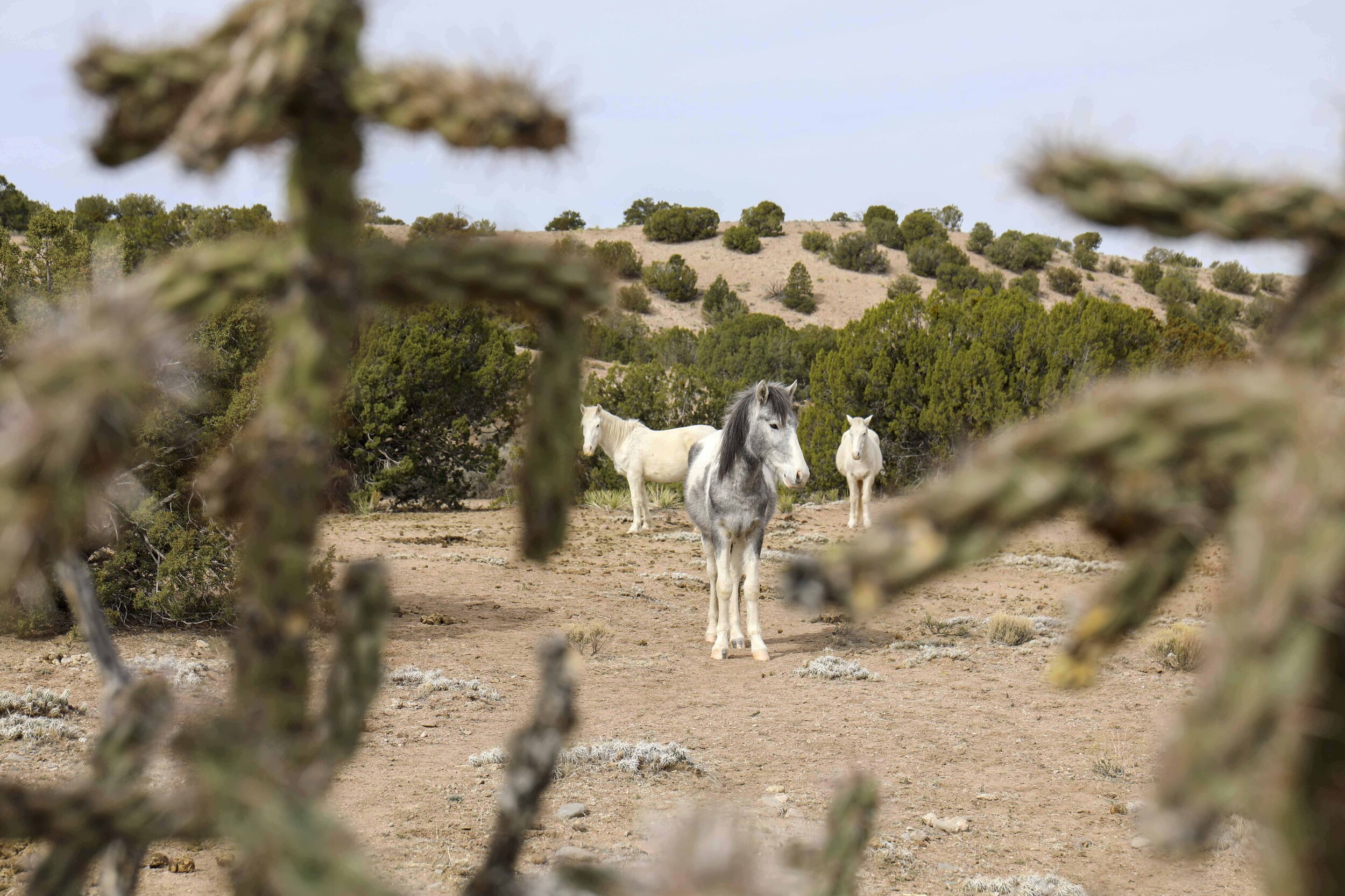  A band of free roaming horses can be seen behind local plants on the preserve before being adopted to their new home where they will roam free on 1,000 acres. 