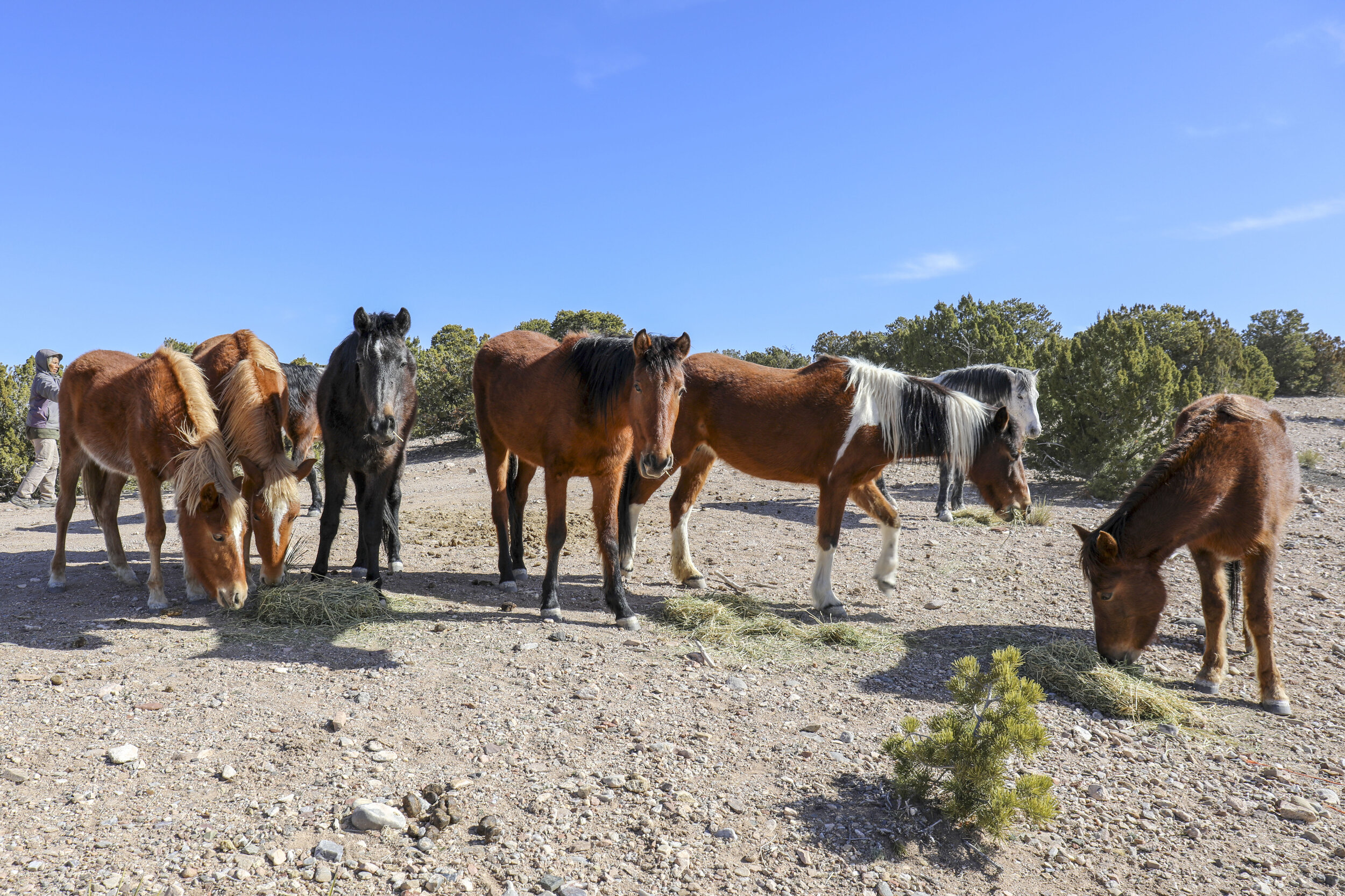  A band of horses grazes on hay delivered to the San Felipe preserve by Adelina Sosa on Feb. 27, 2019.  