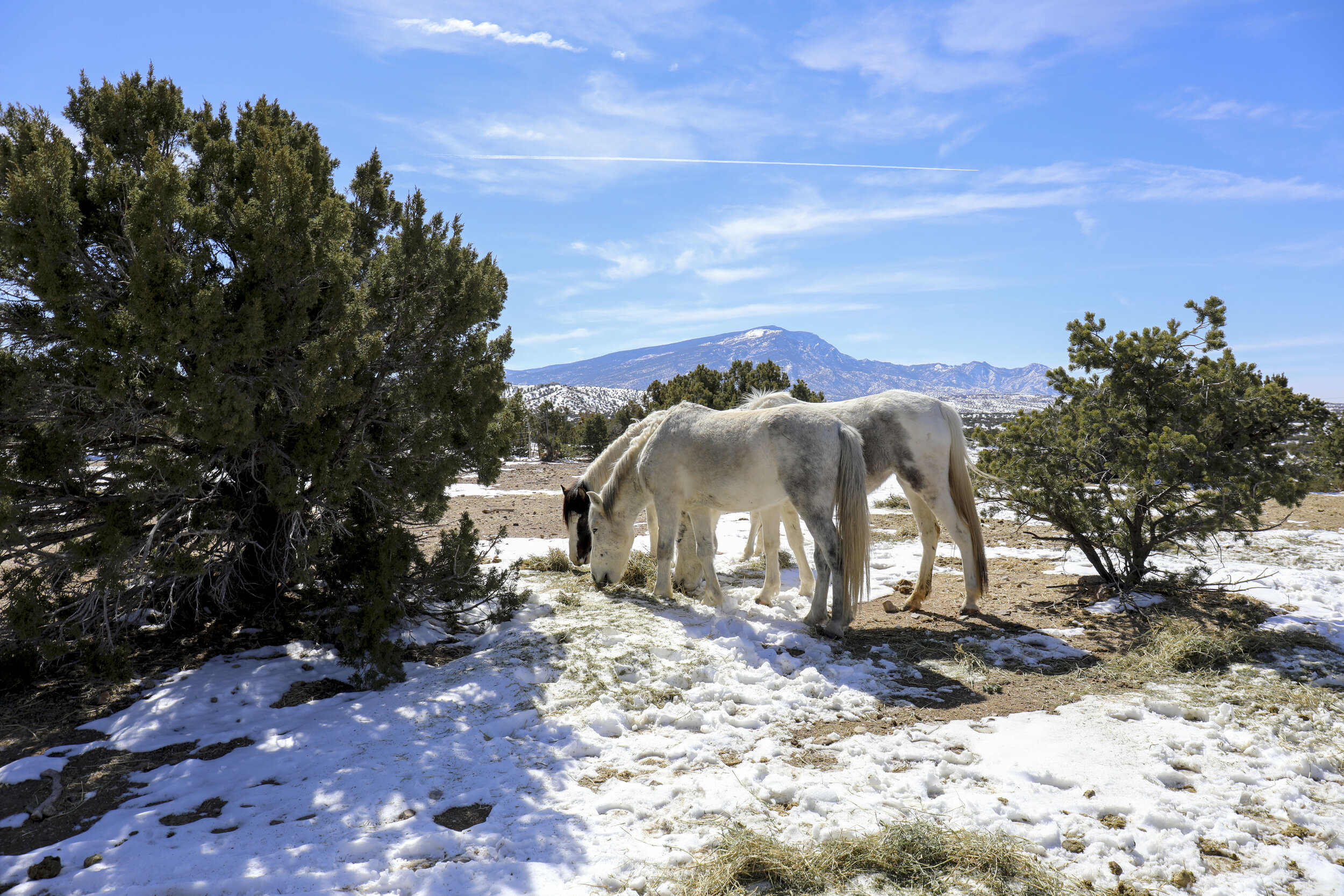  Horses graze on hay brought by Placitas Wild to the preserve on Feb. 24, 2019.  