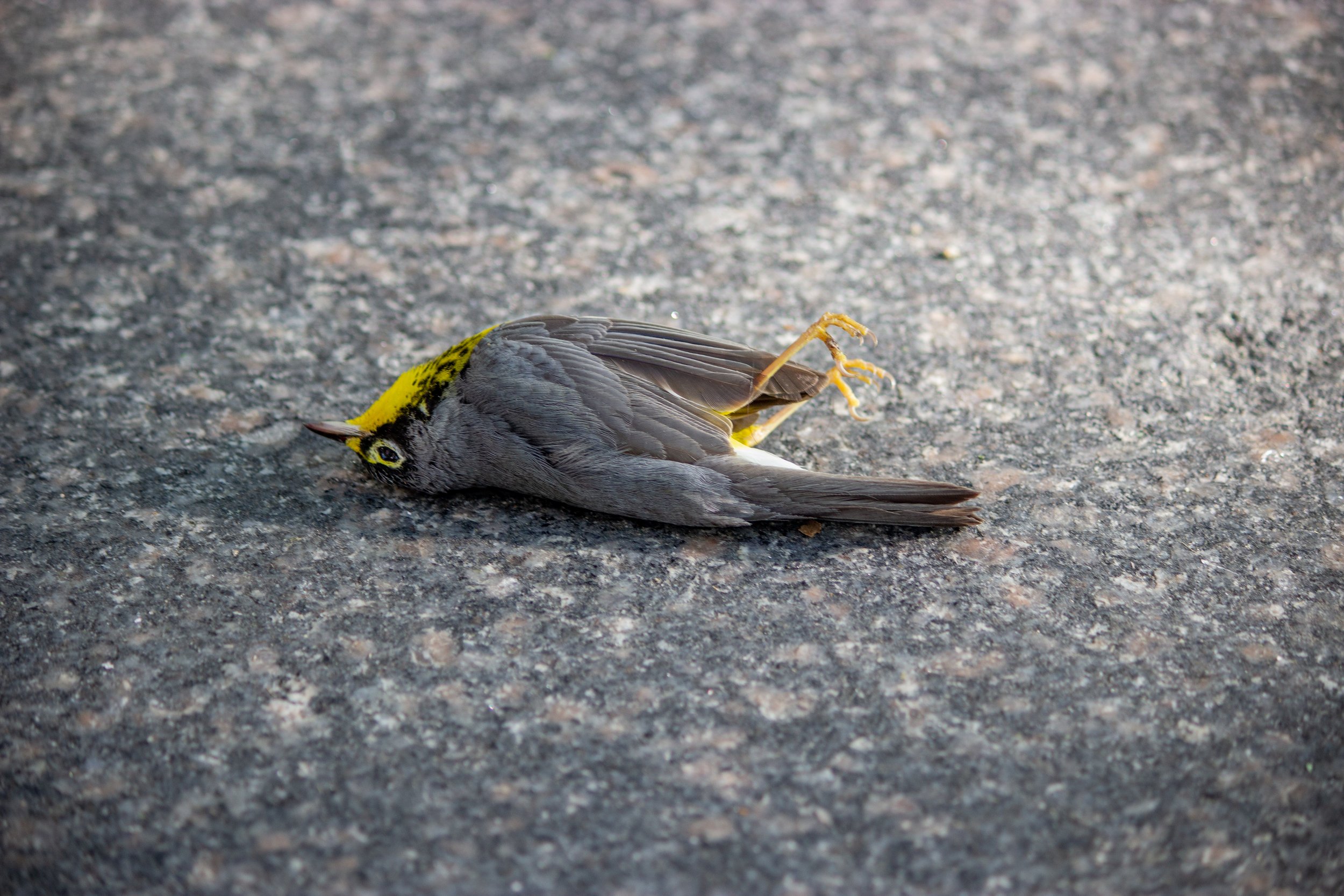  A dead warbler on the sidewalk in front of the Deutsche Bank Center on Tuesday May 16. The warbler likely collided with the windows of the building the night before during migration. The buildings proximity to the park and the reflections of the tre