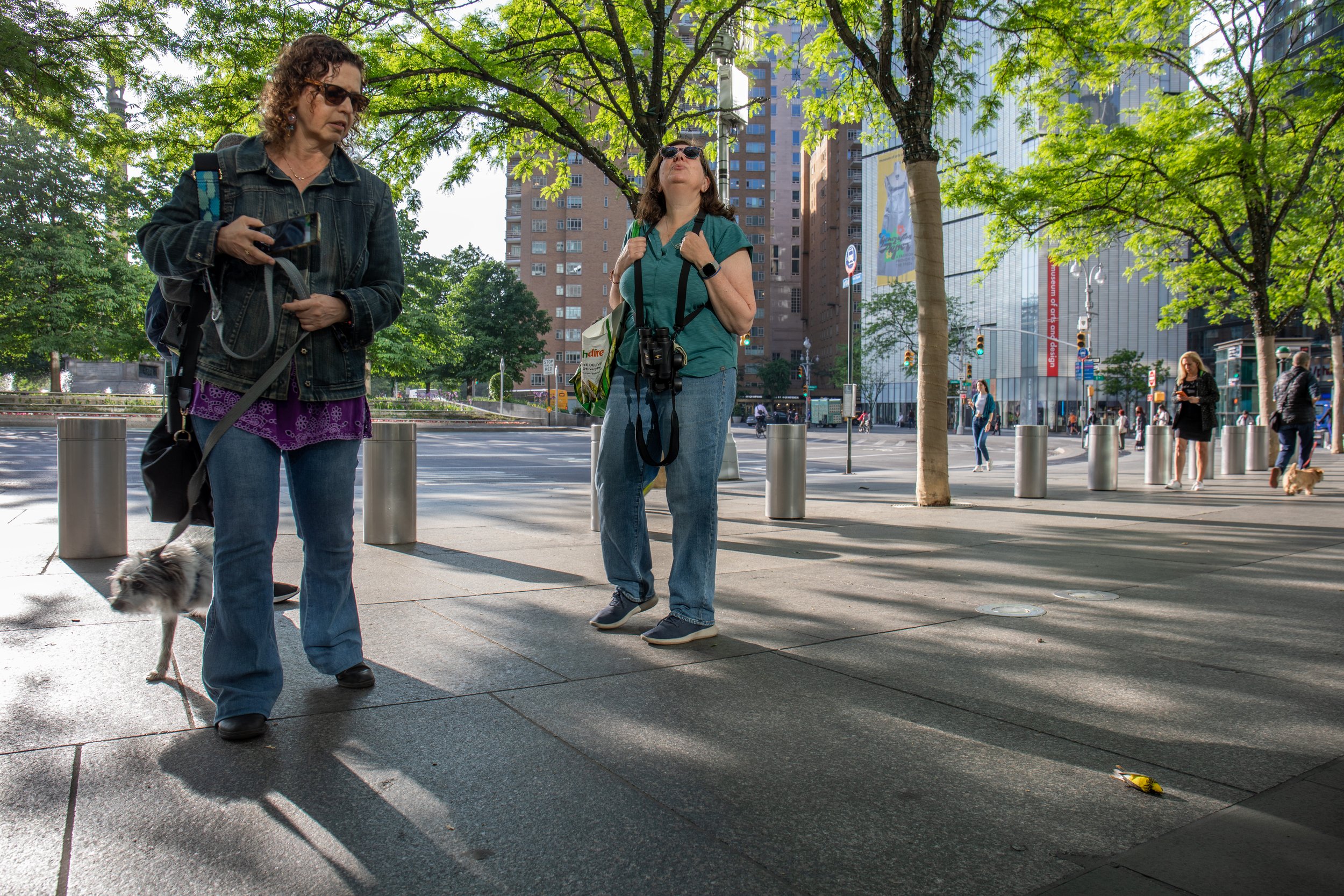  Collision monitors Alice Winkler, left, her dog Sawyer and Laura Lincks, volunteers with Project Safe Flight arrive at the Deutsche Bank Center building where they find a dead male Canadian Warbler. As route volunteers they report any deceased or in