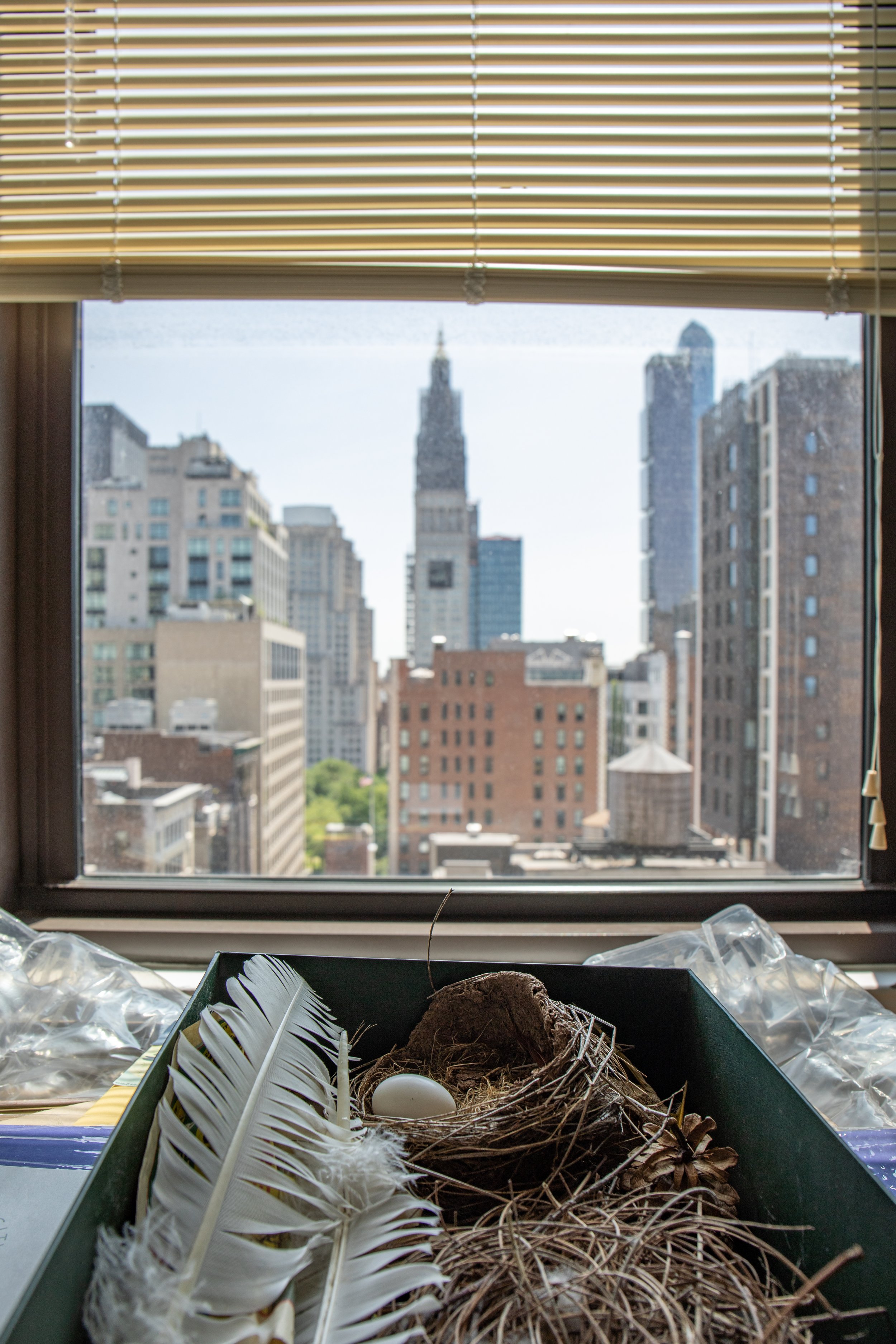  A fake nest, egg and feathers seen at the Audubon office in NYC on Tuesday May 16th. 