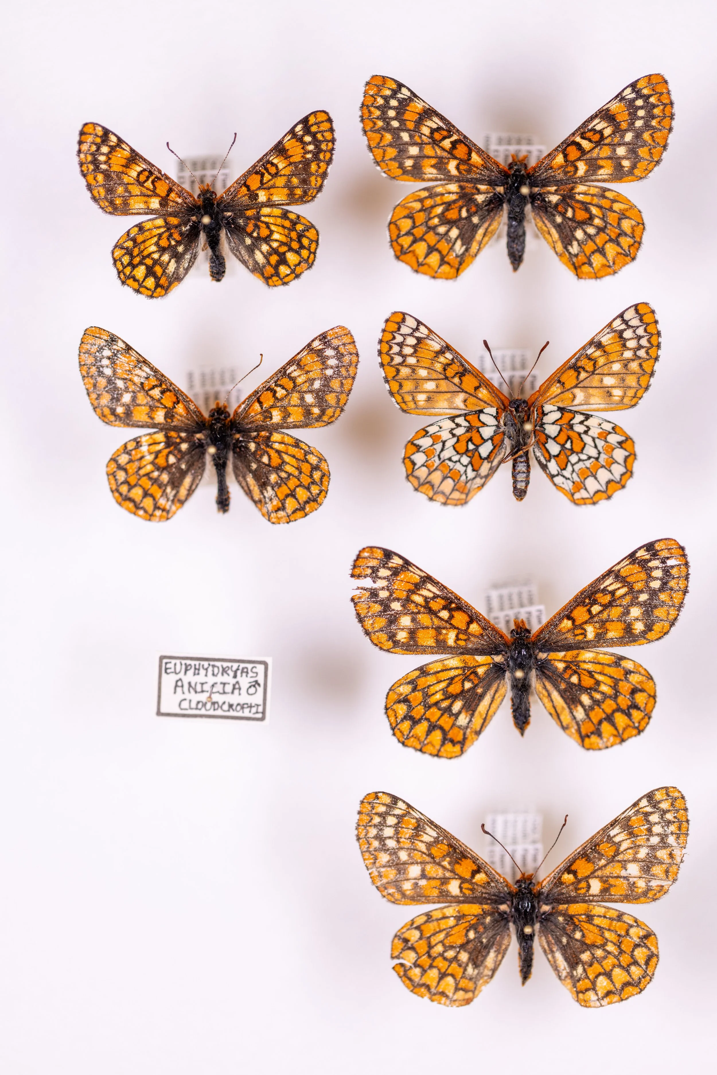 Sacramento Mountains Checkerspot Butterfly__Diana Cervantes 1409a.jpg