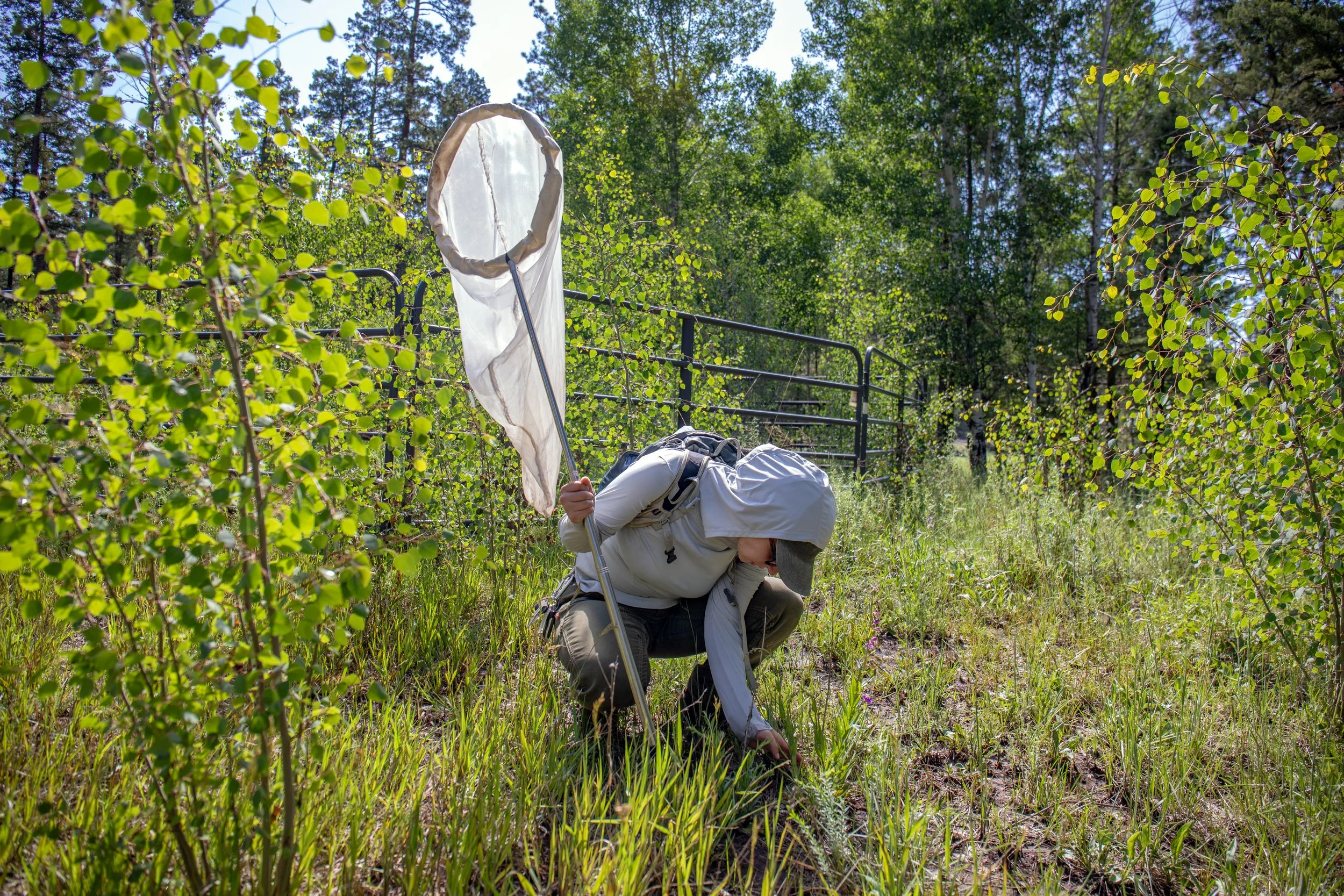 Sacramento Mountains Checkerspot Butterfly__Diana Cervantes 1361.JPG
