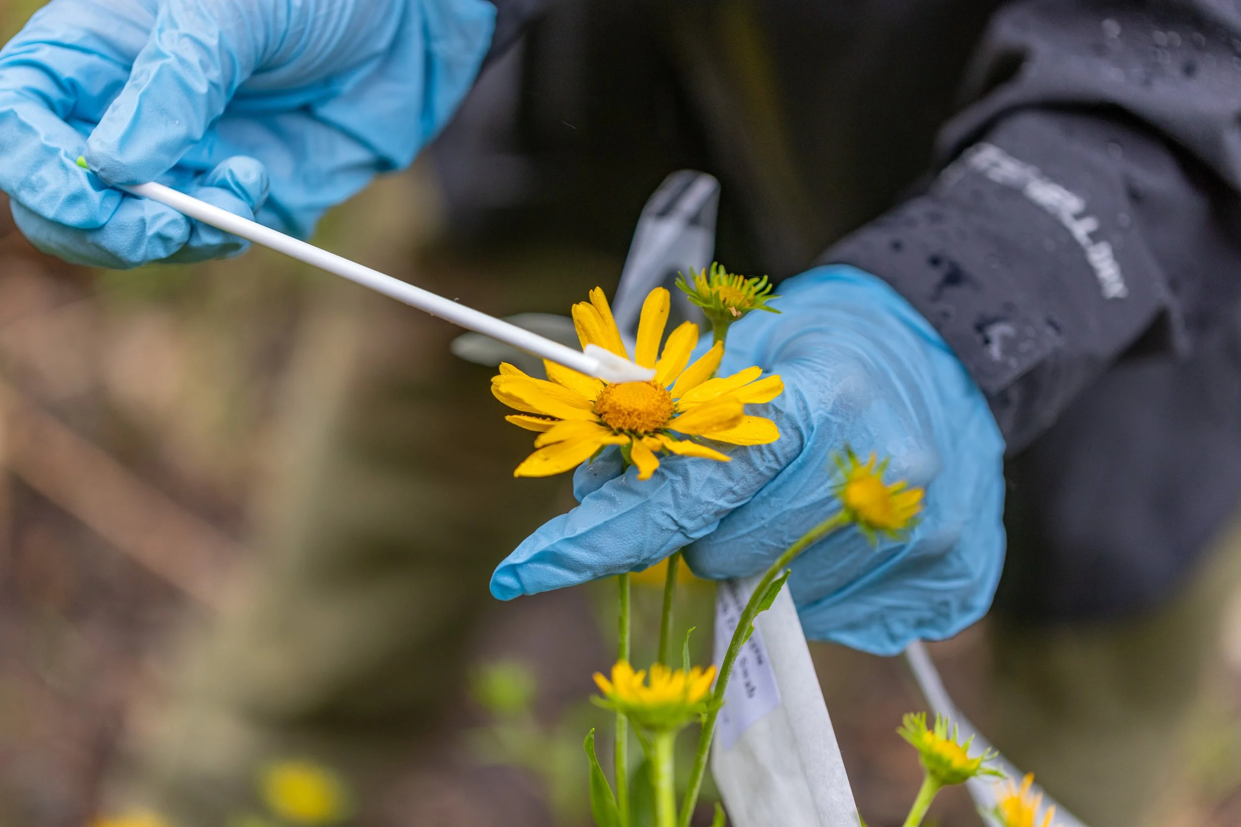 Sacramento Mountains Checkerspot Butterfly__Diana Cervantes 1388.JPG