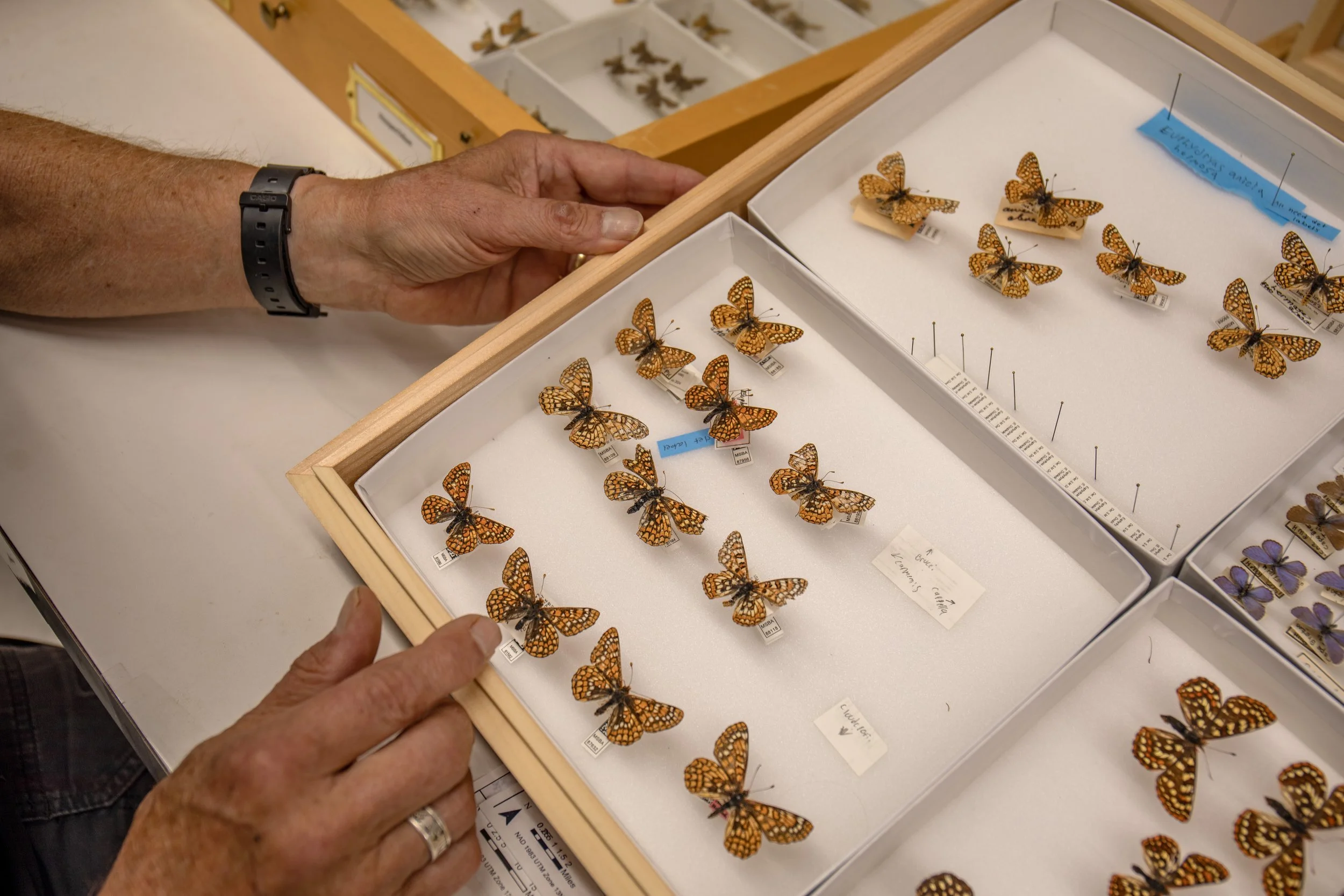 Sacramento Mountains Checkerspot Butterfly__Diana Cervantes 1407.JPG