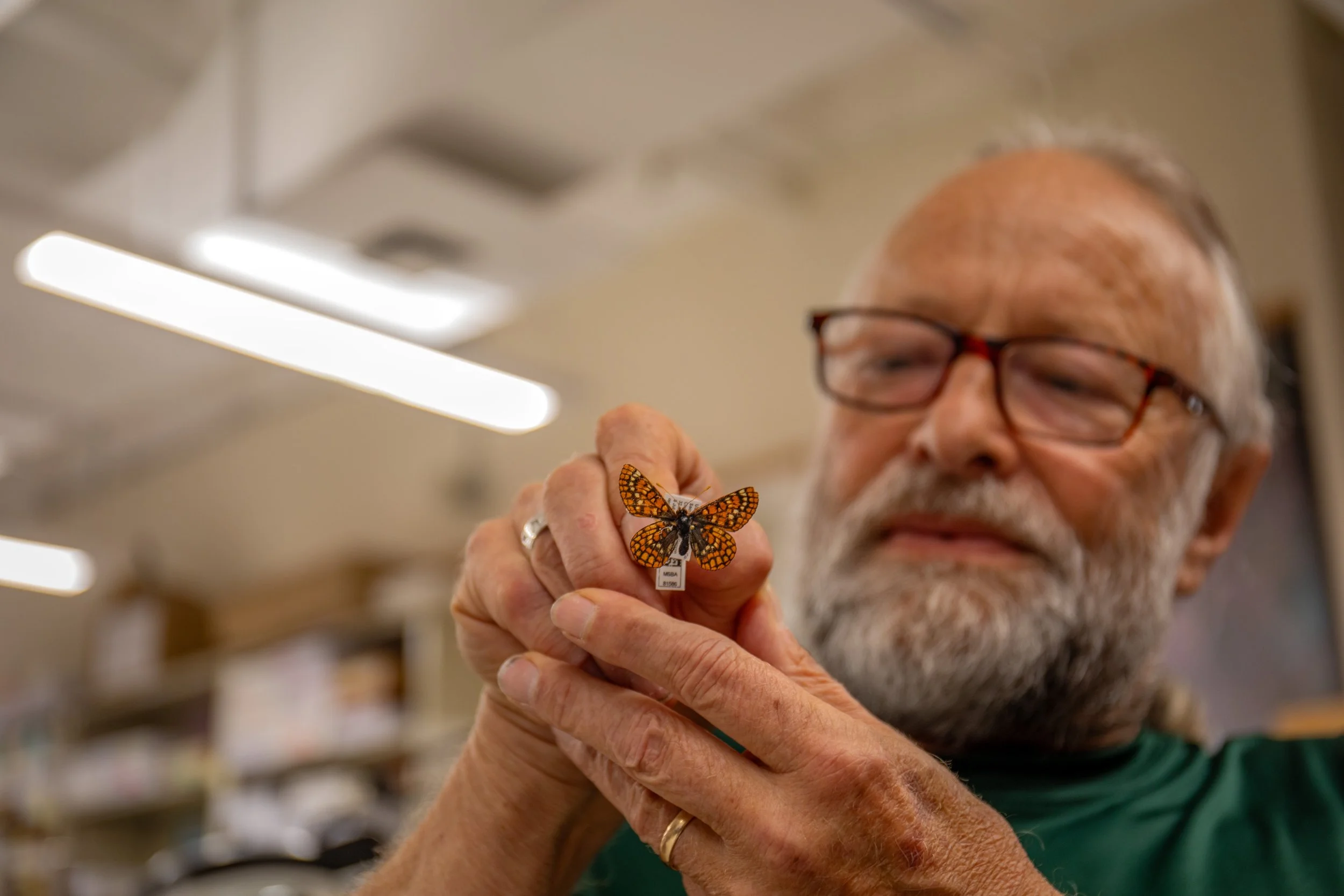 Sacramento Mountains Checkerspot Butterfly__Diana Cervantes 1402.JPG