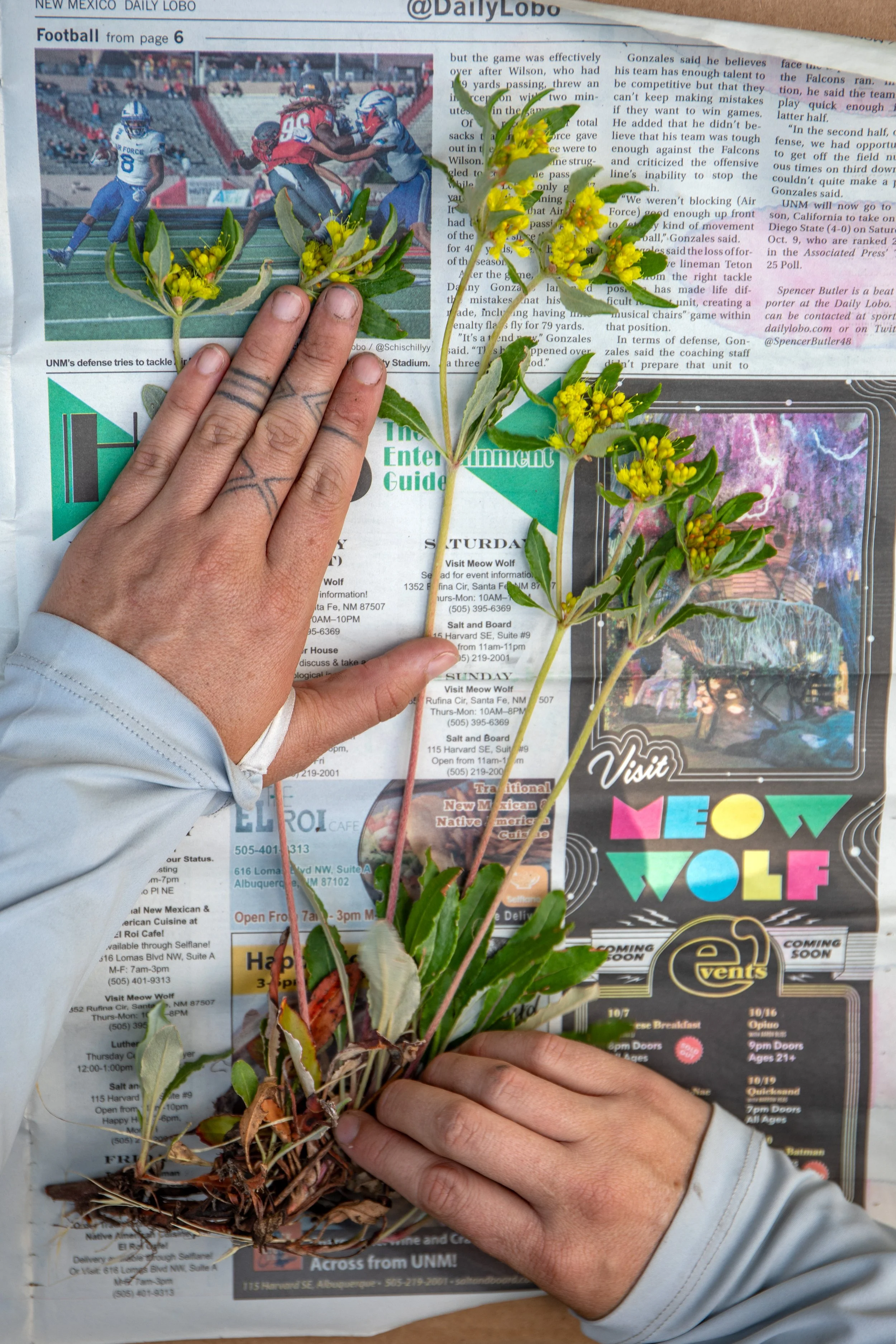 Sacramento Mountains Checkerspot Butterfly__Diana Cervantes 1357.JPG