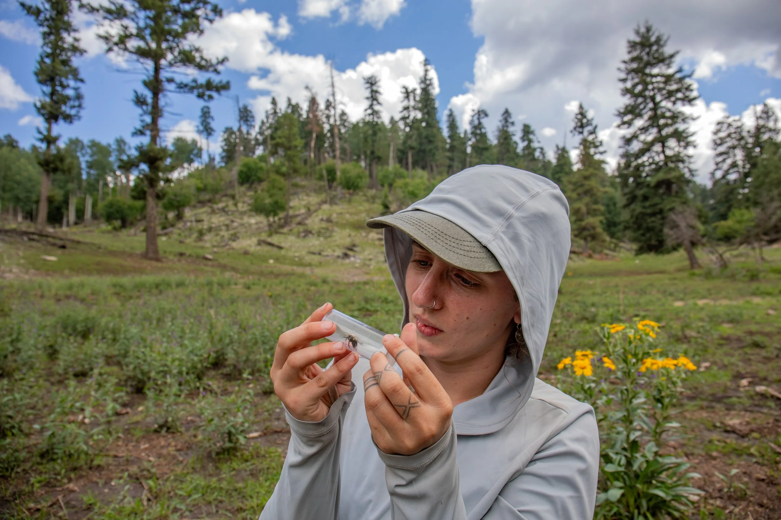 Sacramento Mountains Checkerspot Butterfly__Diana Cervantes 1380.JPG