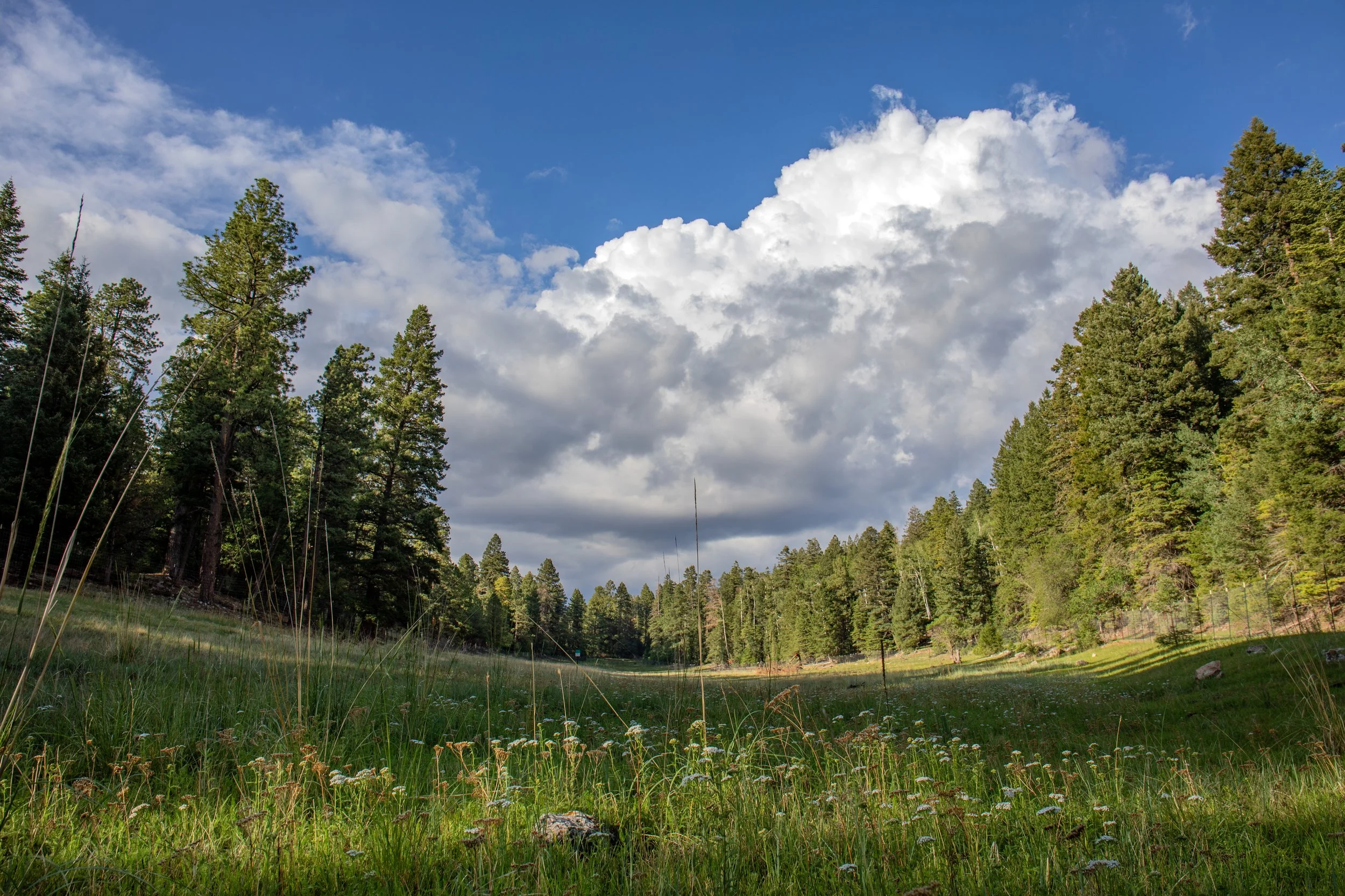 Sacramento Mountains Checkerspot Butterfly__Diana Cervantes 1318.JPG