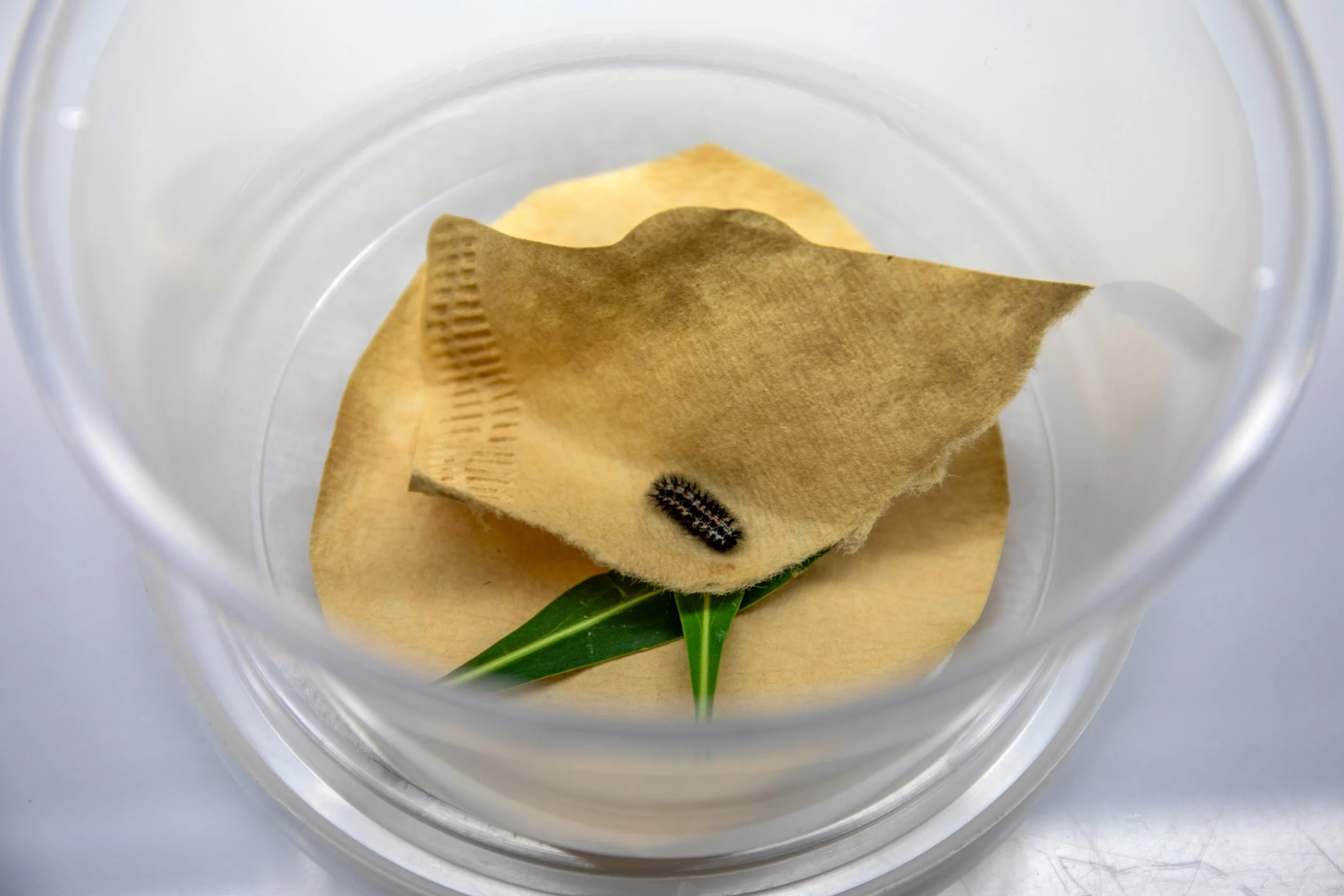 Sacramento Mountains Checkerspot Butterfly__Diana Cervantes 1307.JPG